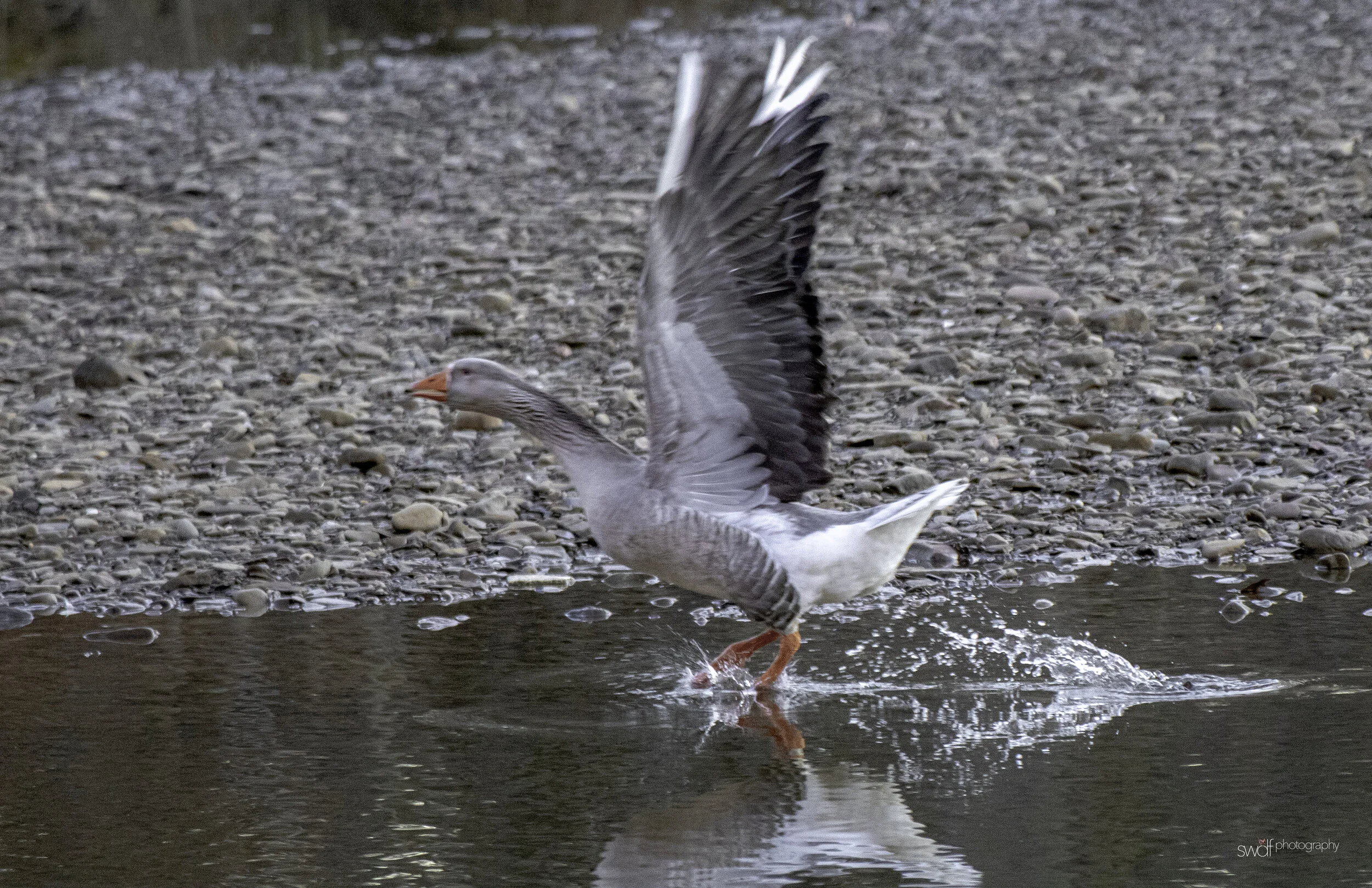 Greylag Goose6 - CVNP.jpg