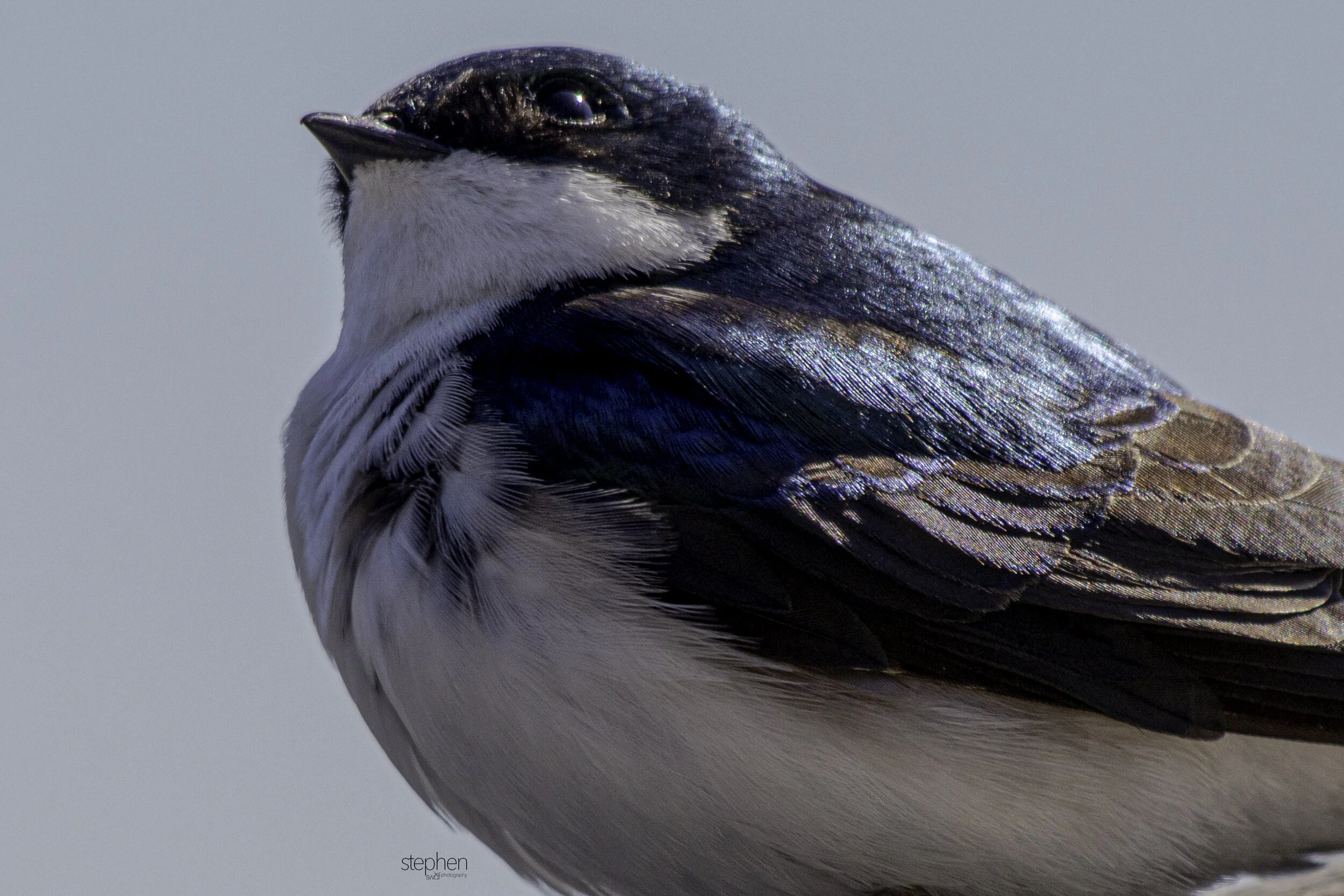 Tree Swallow - Sandy Ridge.jpg