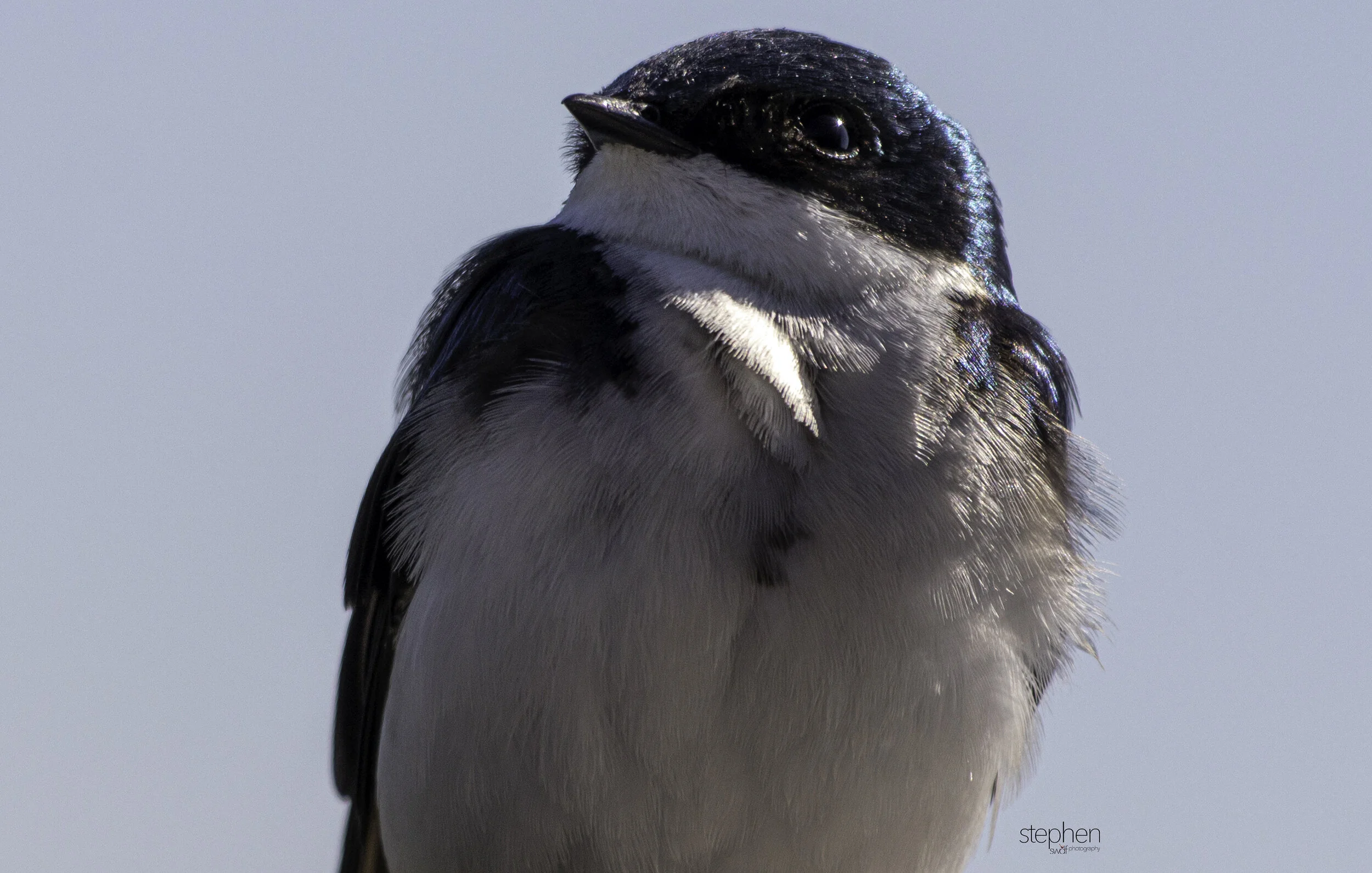 Tree Swallow6 - Sandy Ridge.jpg