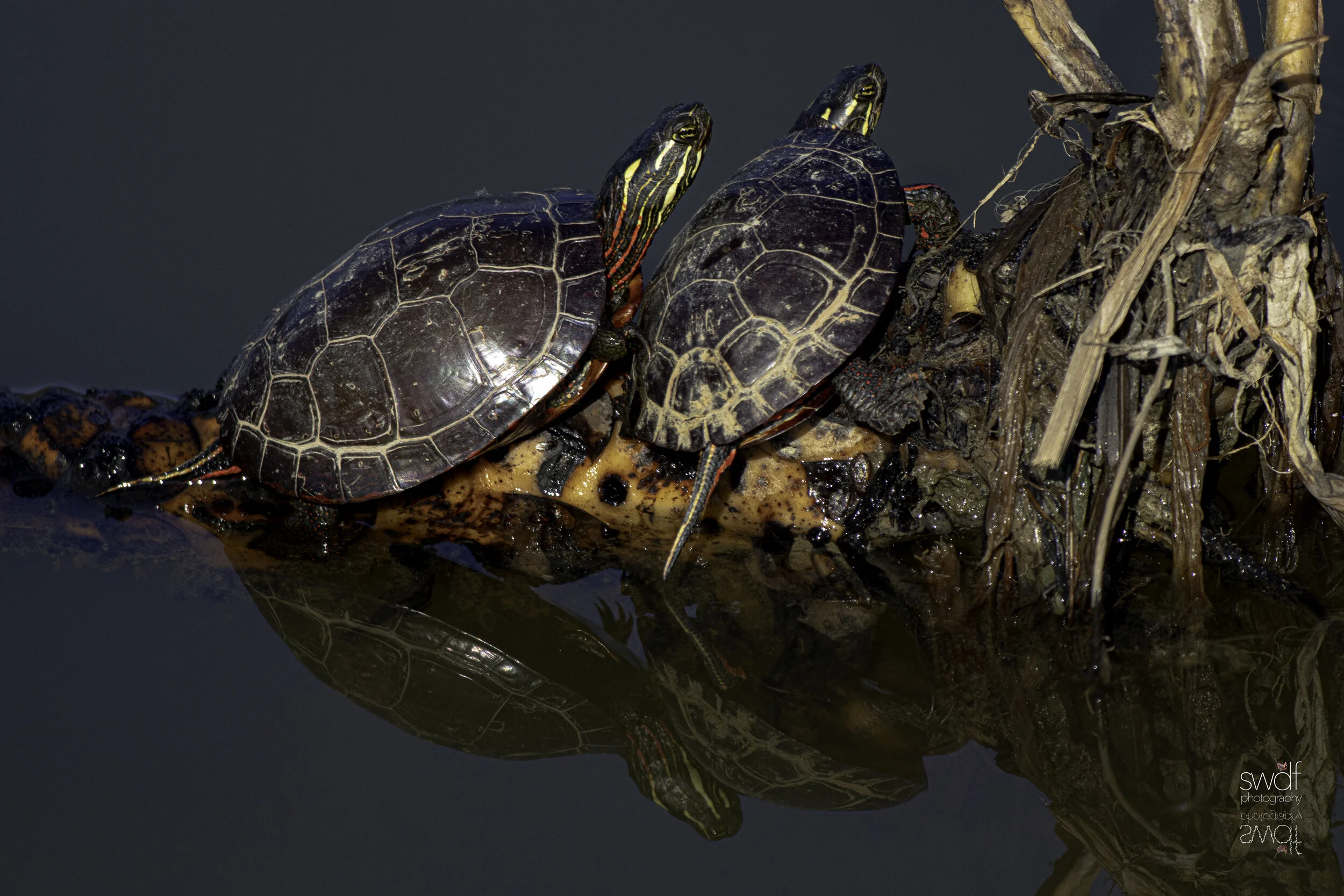 Painted Trtles Reflection - Sandy Ridge.jpg