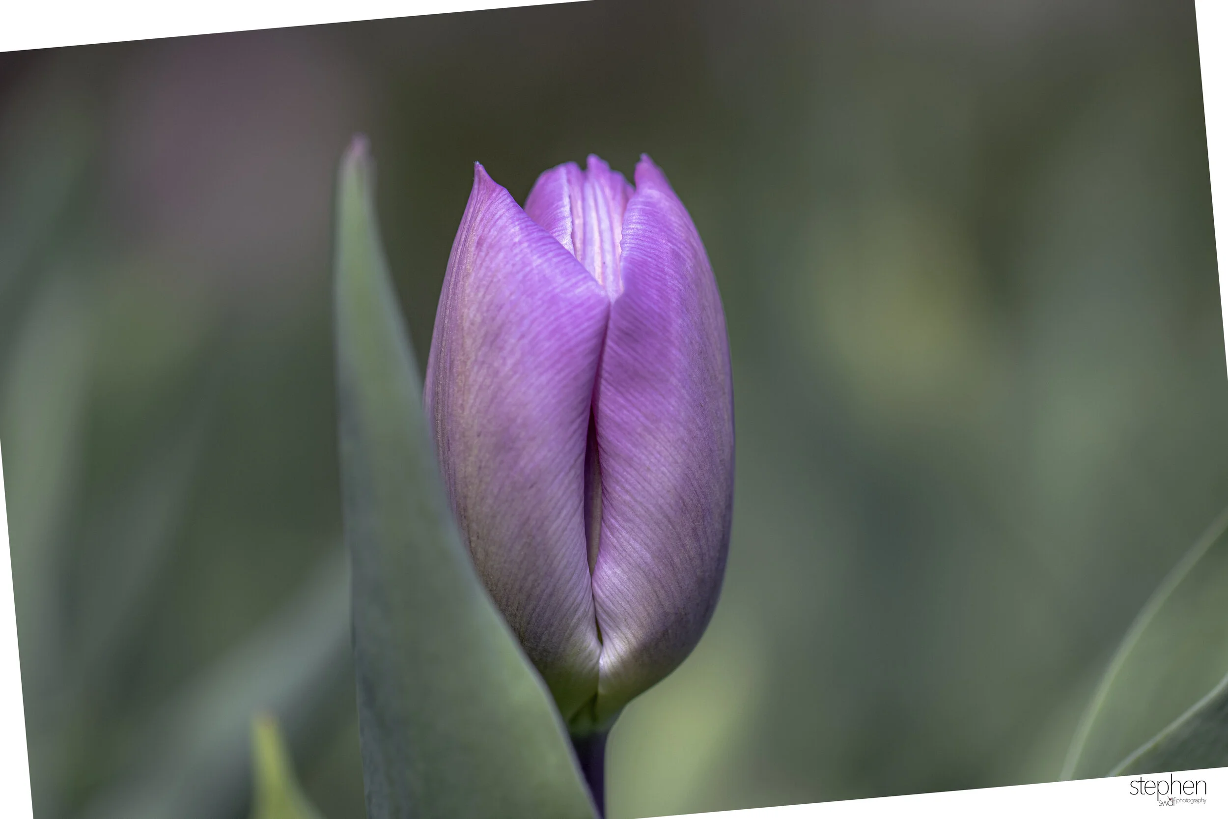 Tulip Abstract - Cleveland Botanical Garden.jpg