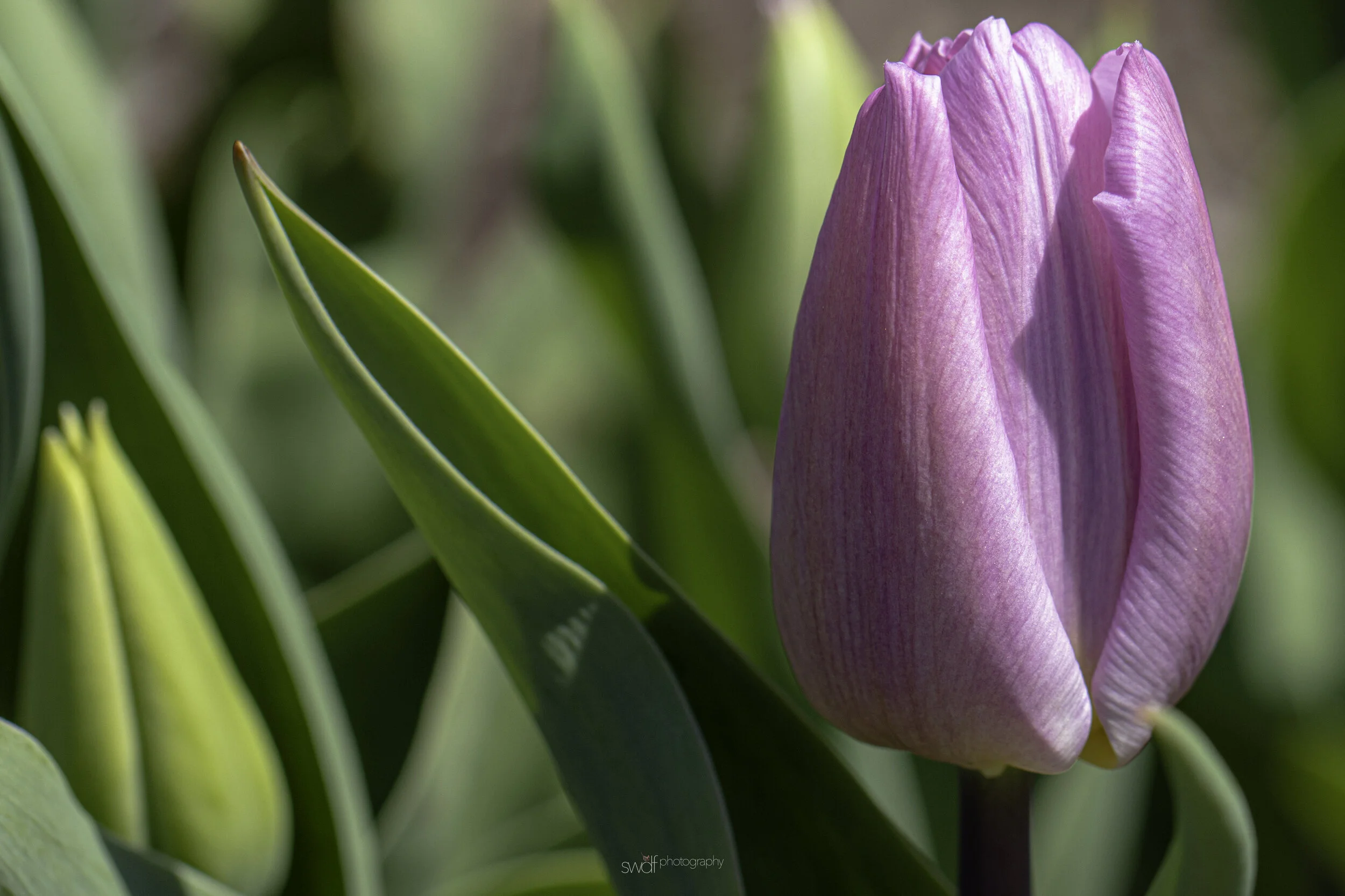 Tulip - Cleveland Botanical Garden.jpg