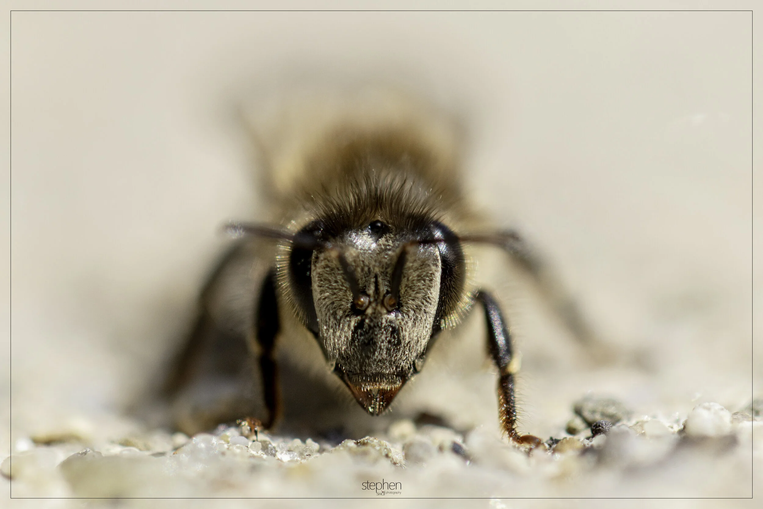 Macro Bee2 - Cleveland Botanical Garden.jpg