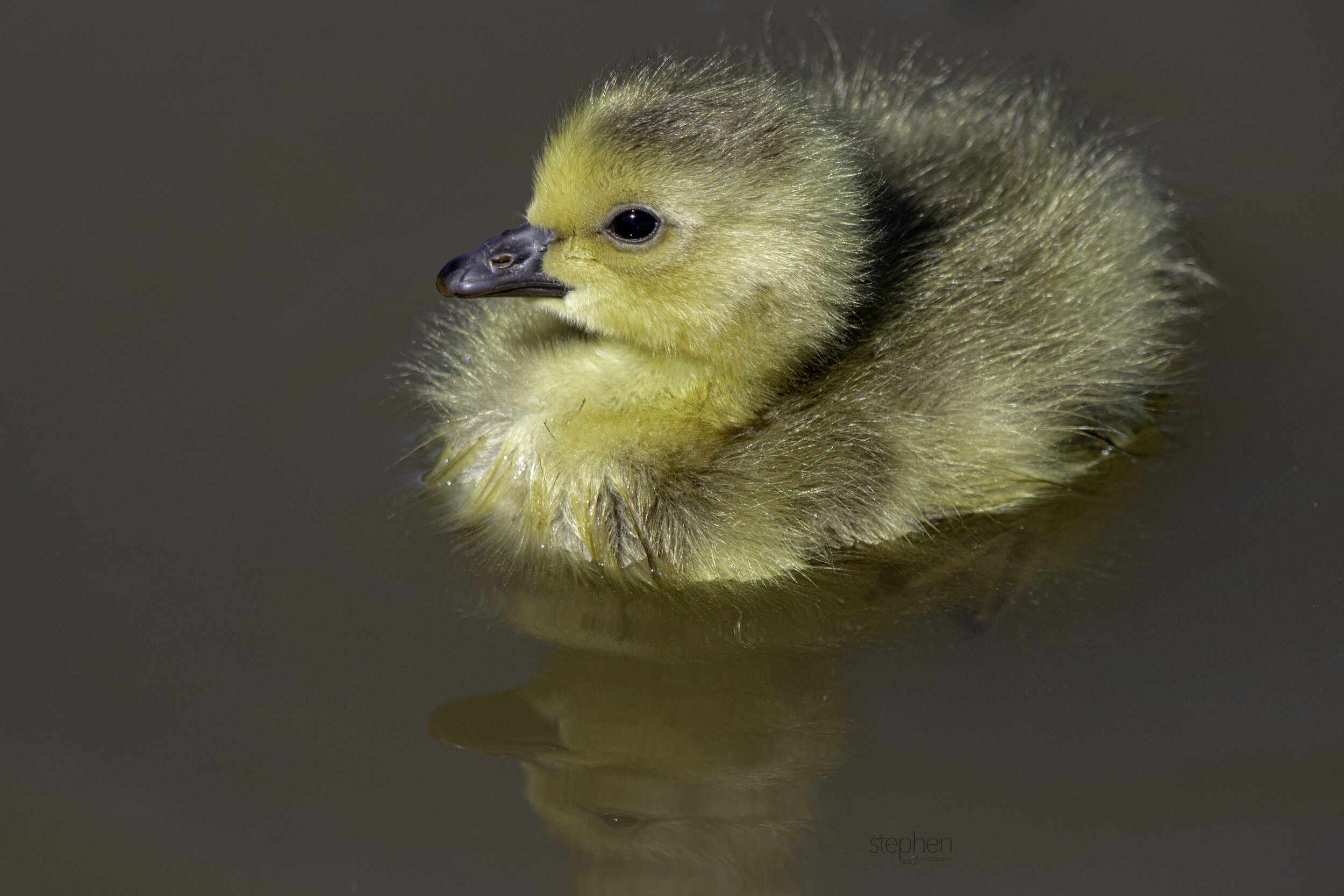 Gosling Reflection - Sandy Ridge.jpg
