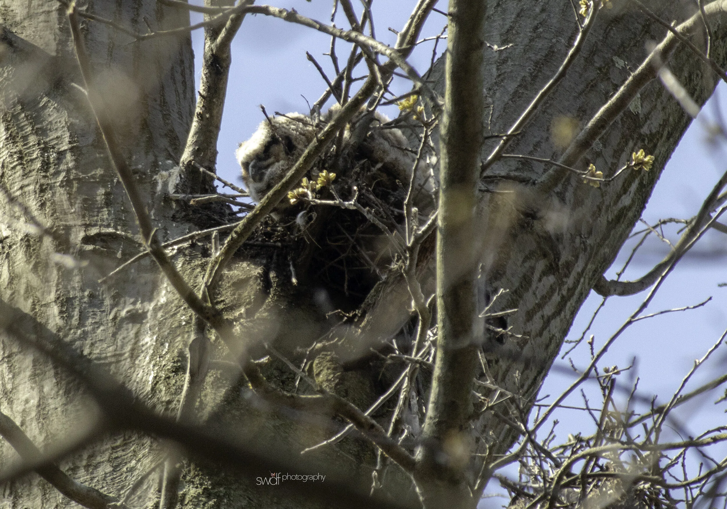 Owlet In Nest2 - Sandy Ridge.jpg