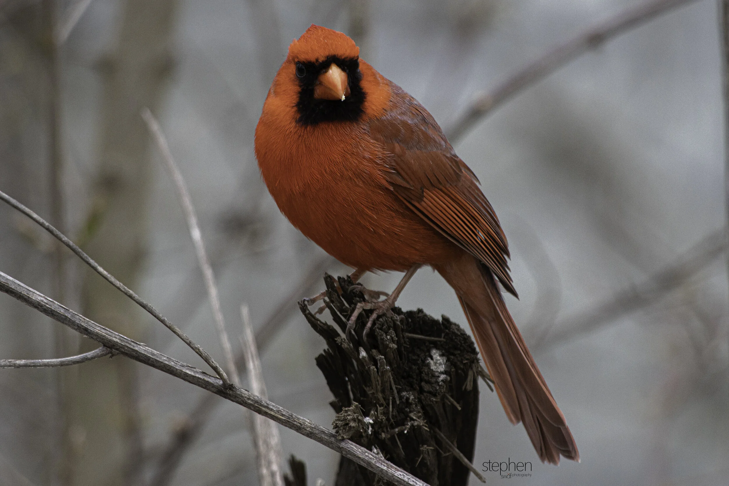 Benjamin Cardinal2 - Sheldon Marsh.jpg