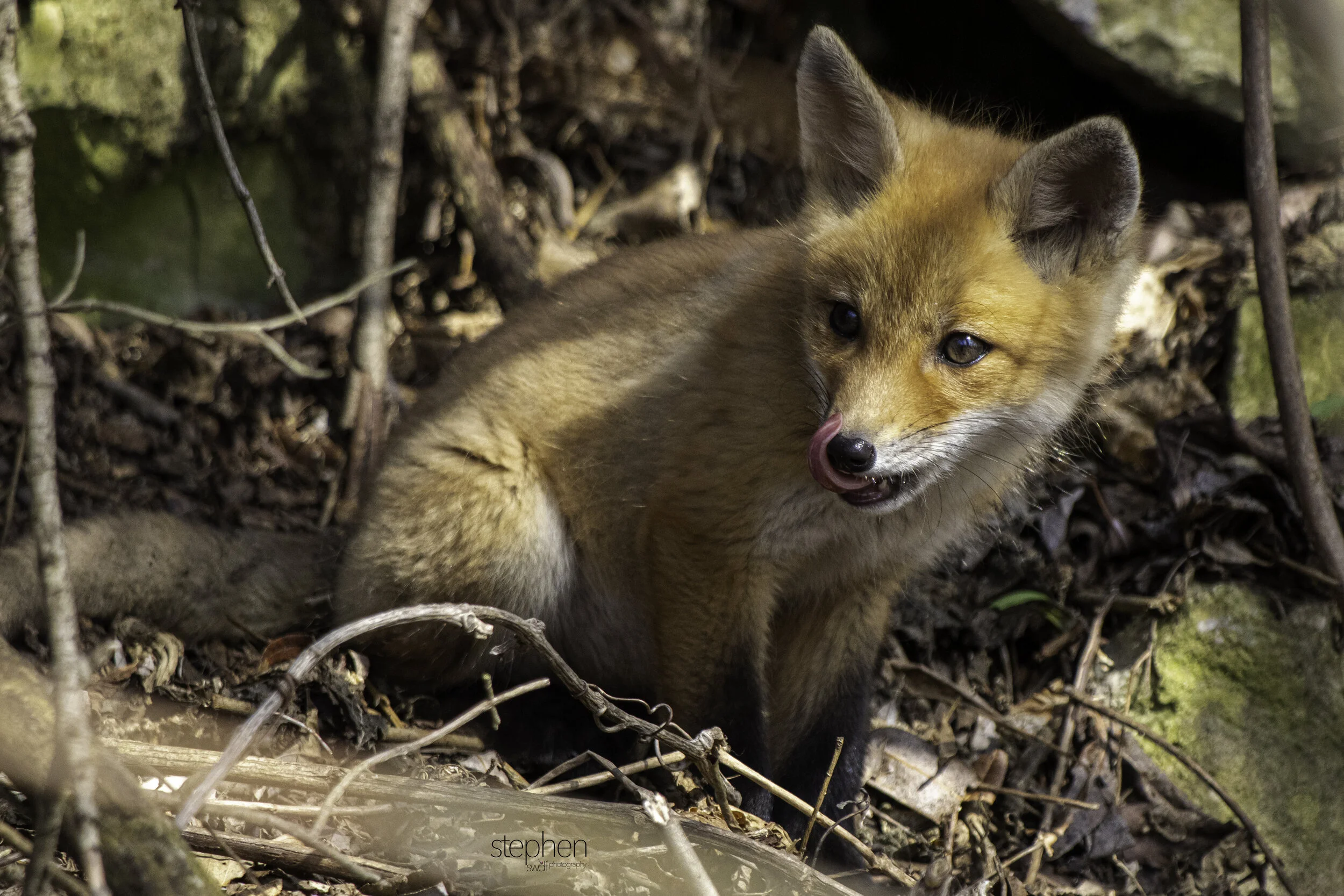 Fox Kit2 - Sheldon Marsh.jpg