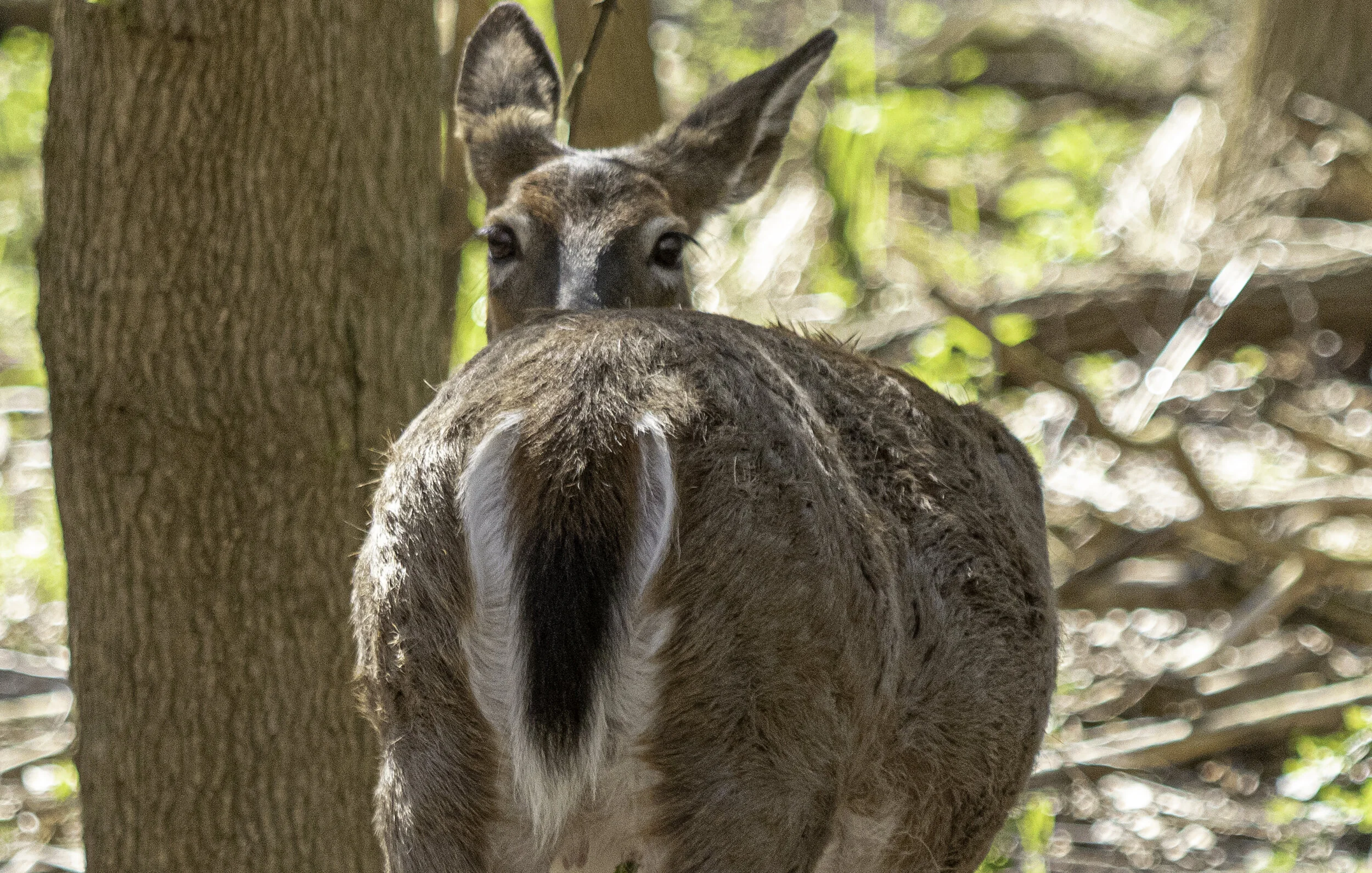 Deer Stare - CLNP.jpg