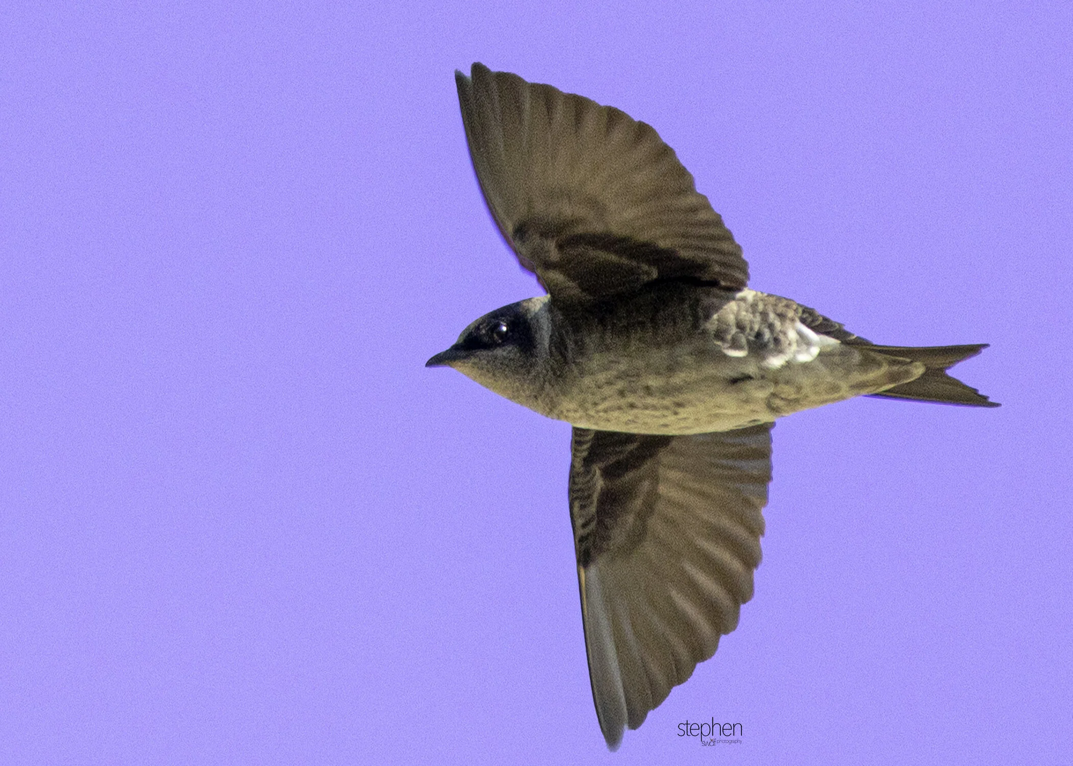 Purple Martin - CLNP.jpg