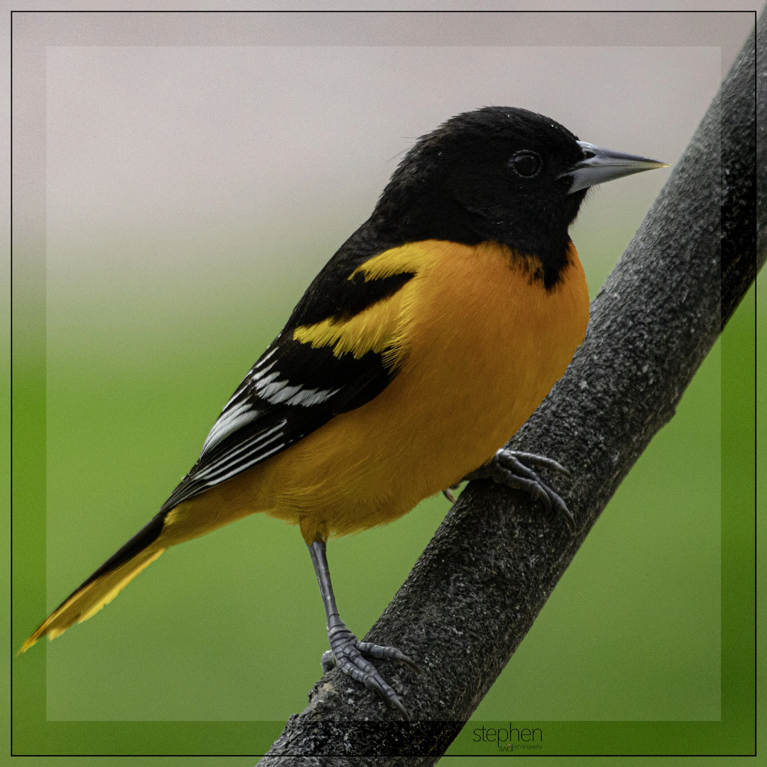 Baltimore Oriole Square Border.jpg