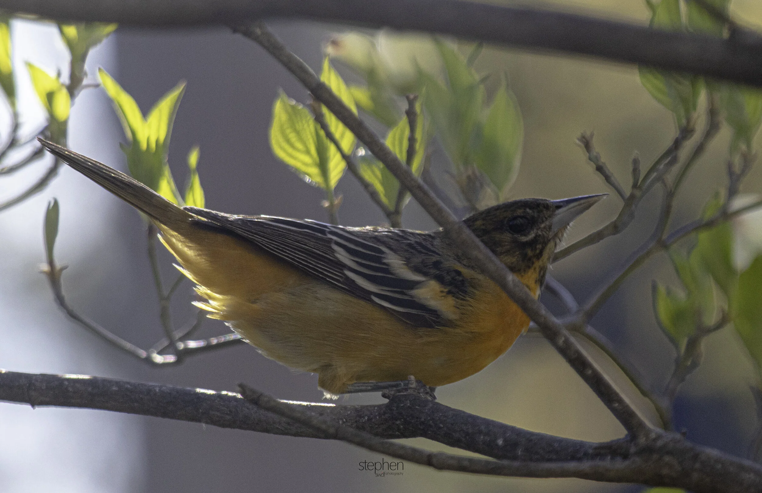 Baltimore Oriole Female2.jpg