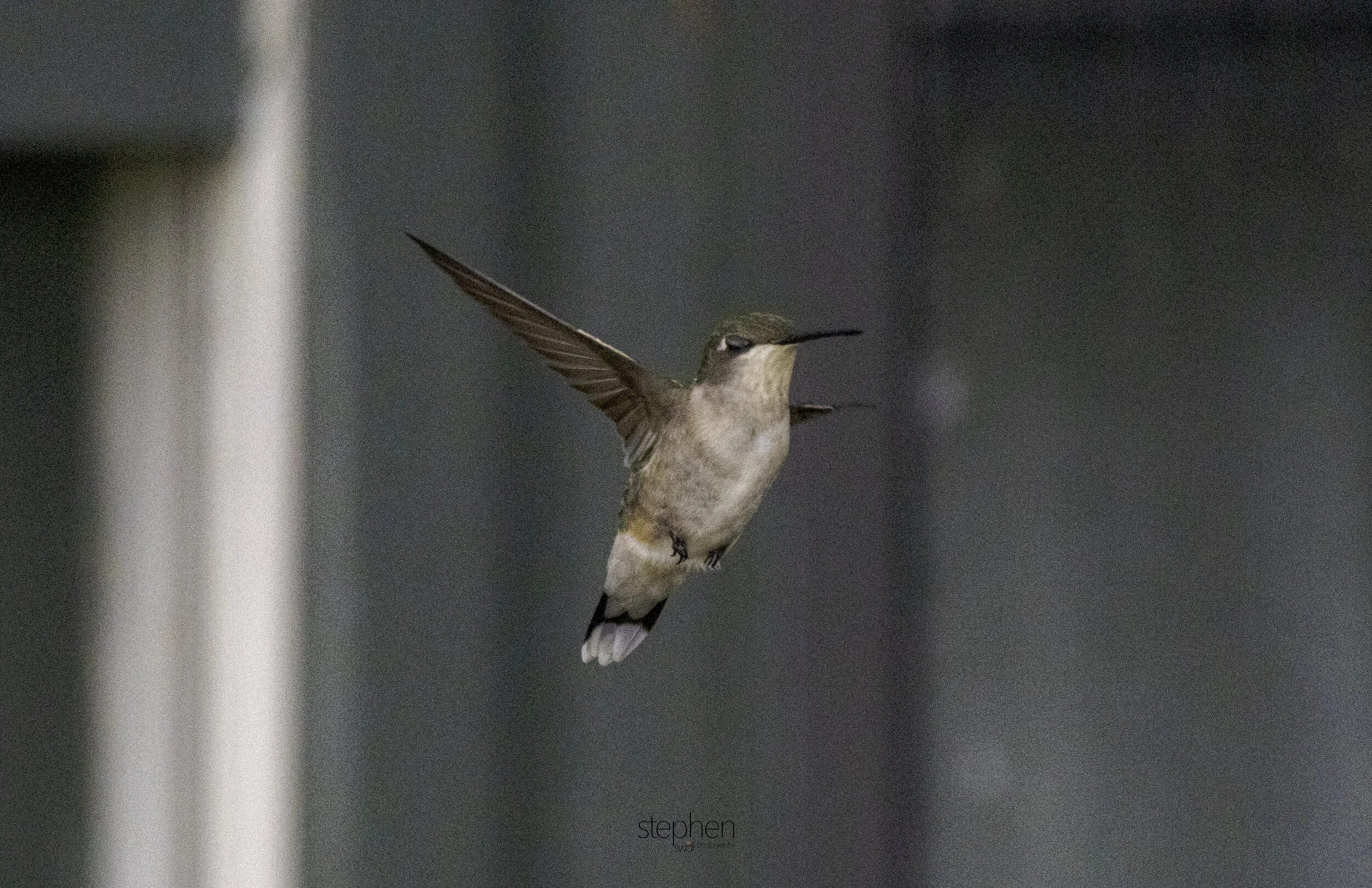 Flying Hummingbird3 - Sandy Ridge.jpg