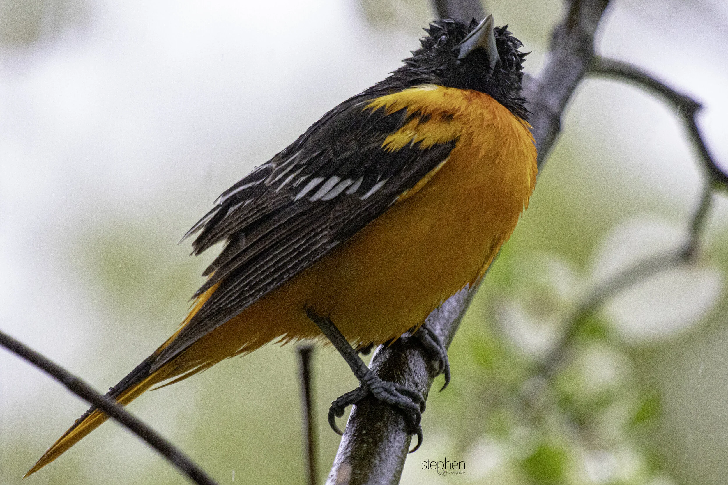 Rainy Baltimore Oriole2.jpg