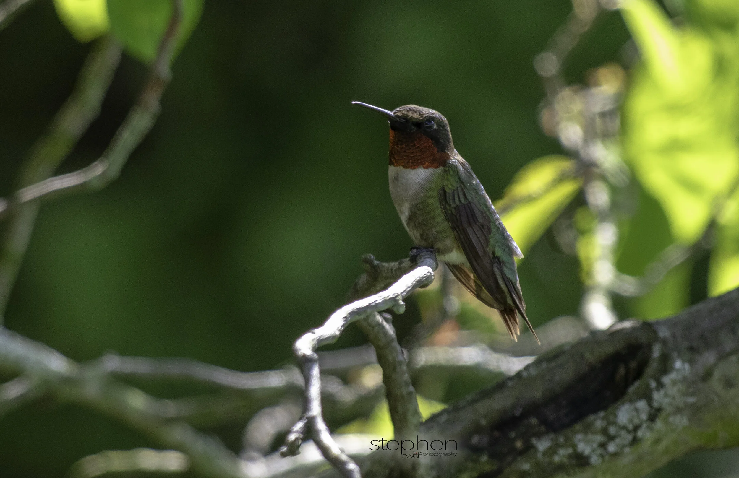 Hummingbird6 - Sandy Ridge.jpg
