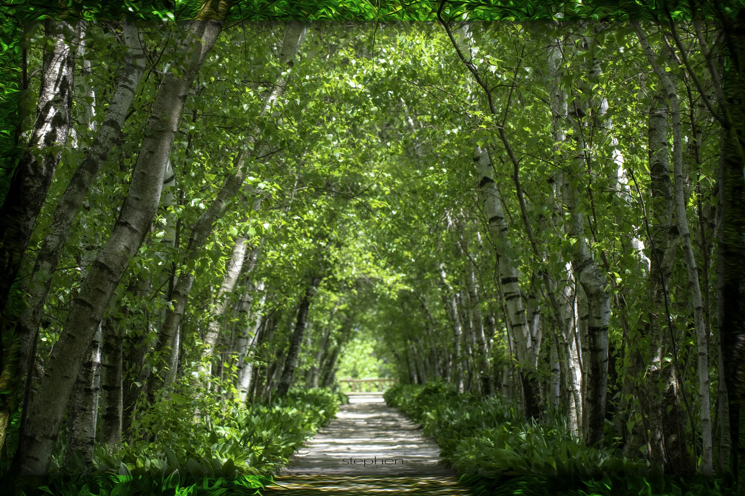 Birch Tree Allee Border - Stan Hywet.jpg