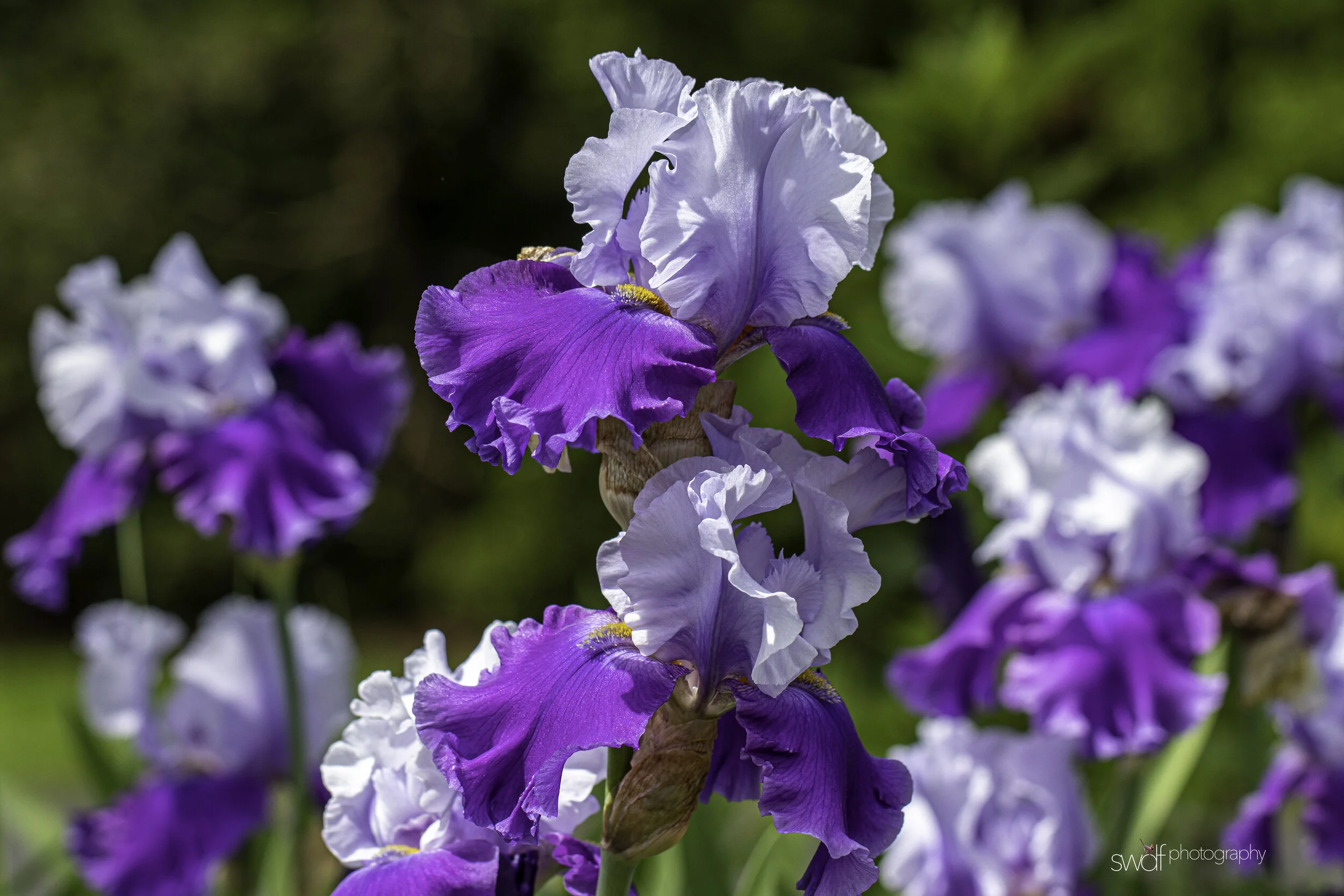 Purple Iris2 - Stan Hywet.jpg