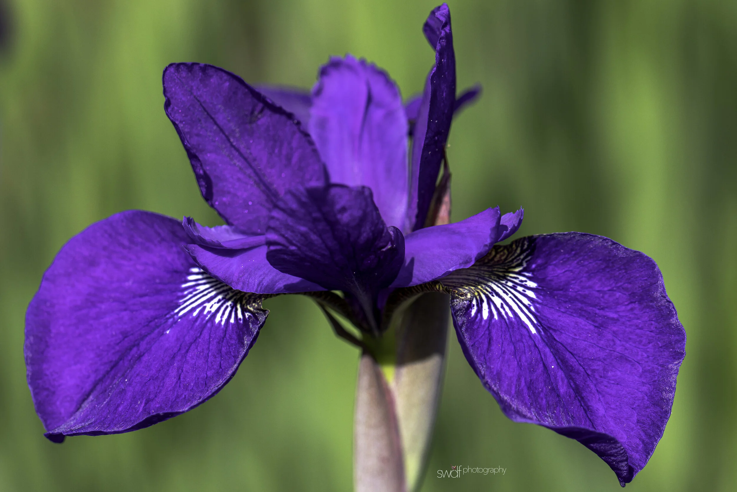 Iris9 - Stan Hywet.jpg