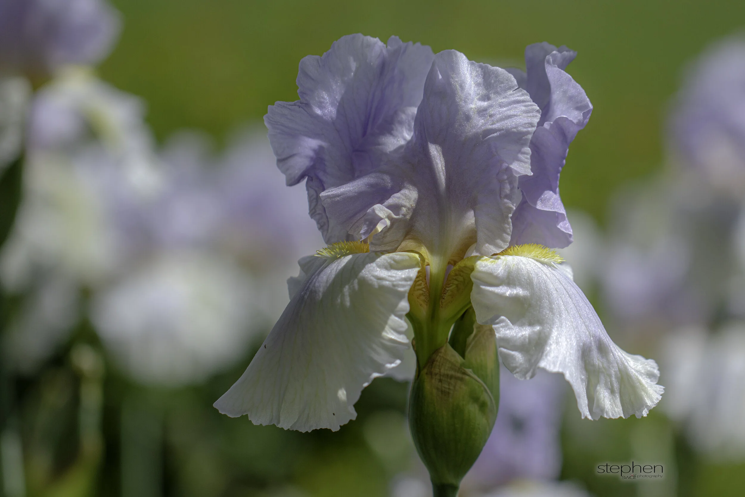 Iris2 - Stan Hywet.jpg
