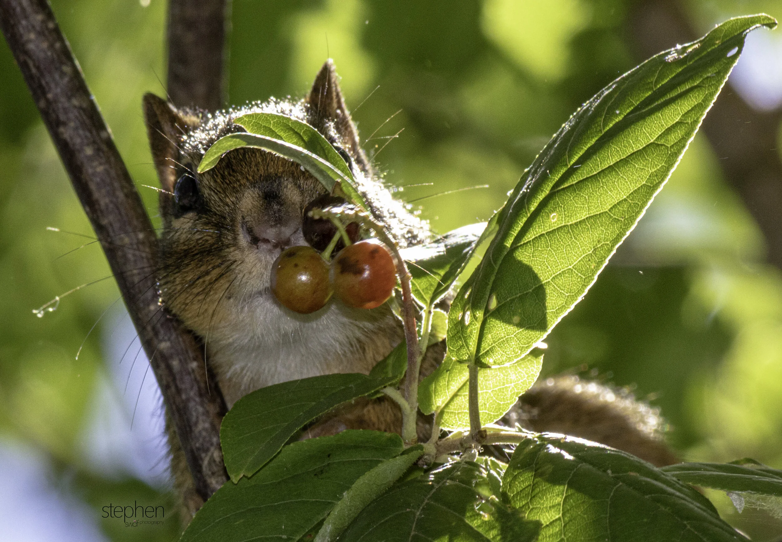Chipmunk and Berries - Sheldons Marsh.jpg