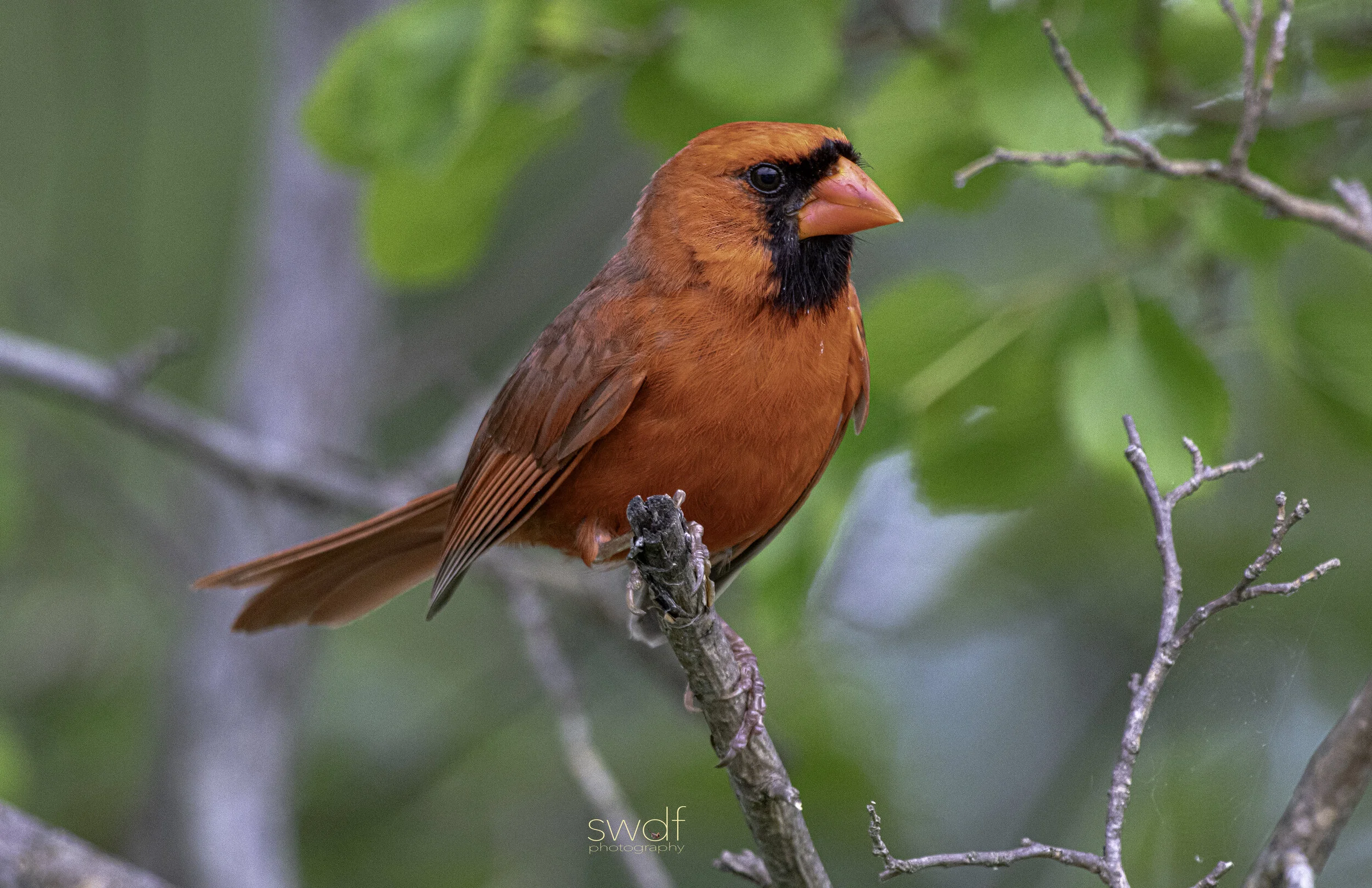 Benjamin Cardinal4 - Sheldons Marsh.jpg
