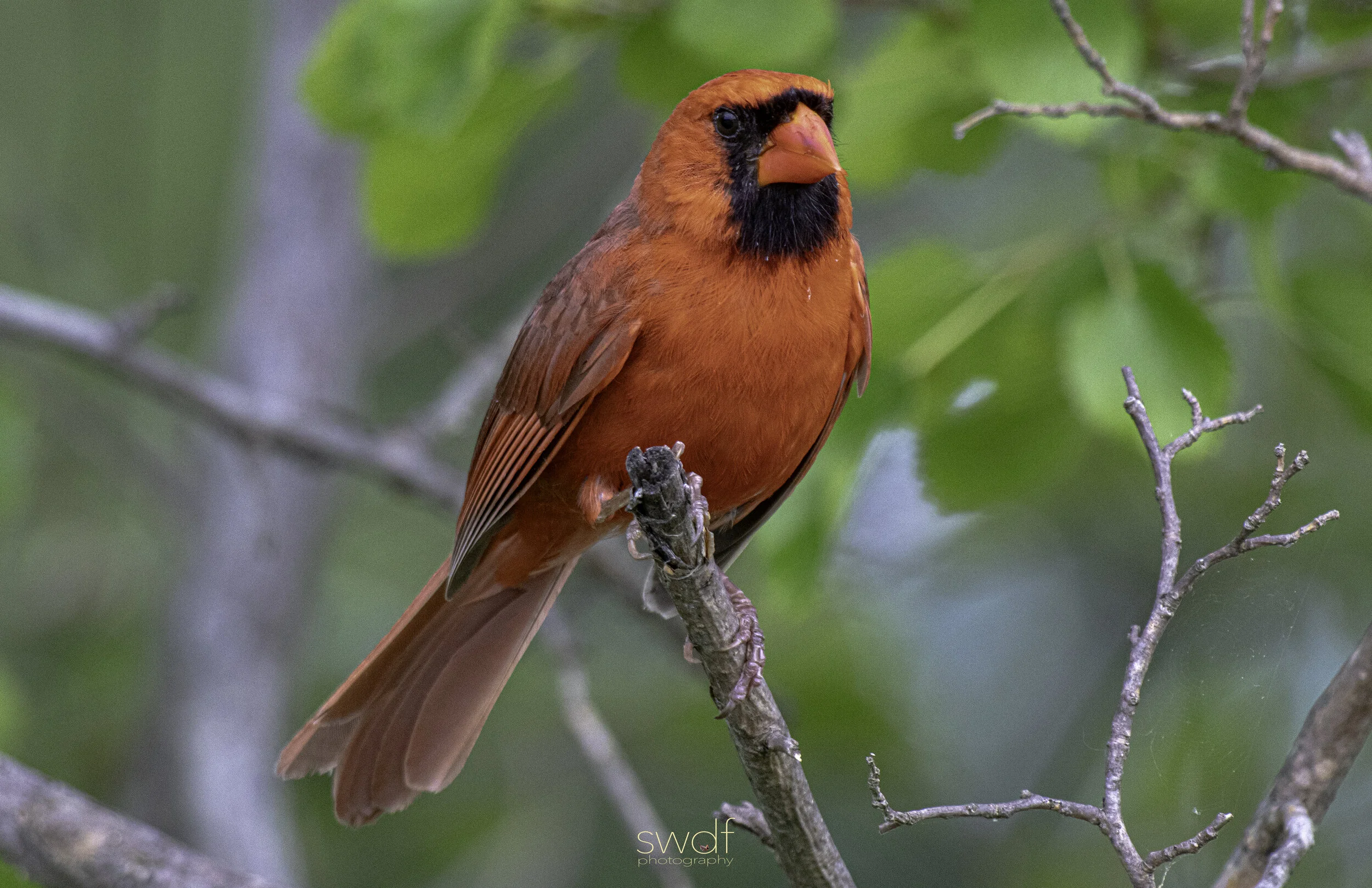 Benjamin Cardinal3 - Sheldons Marsh.jpg