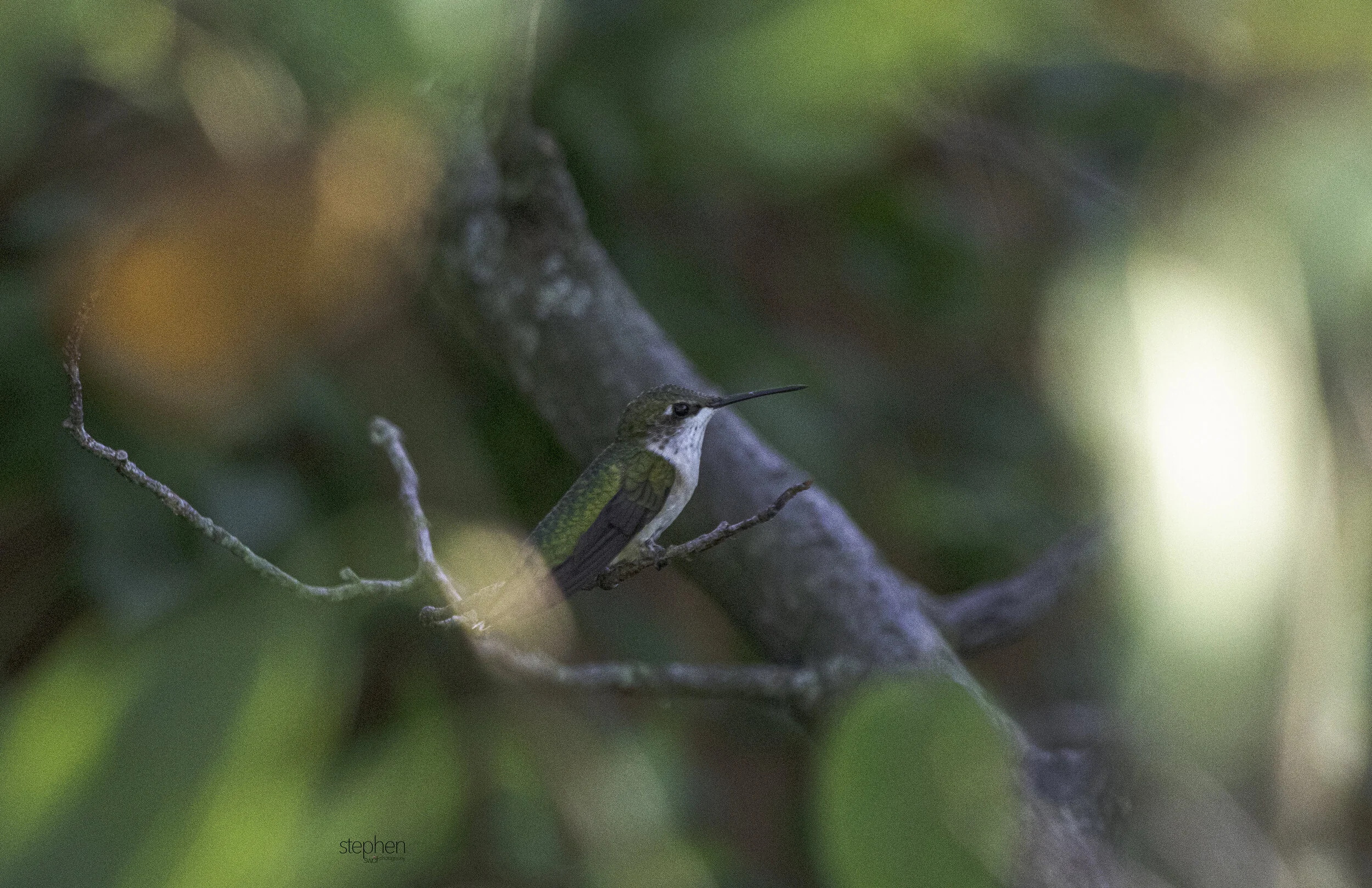 Sandy Ridge Hummingbird2.jpg