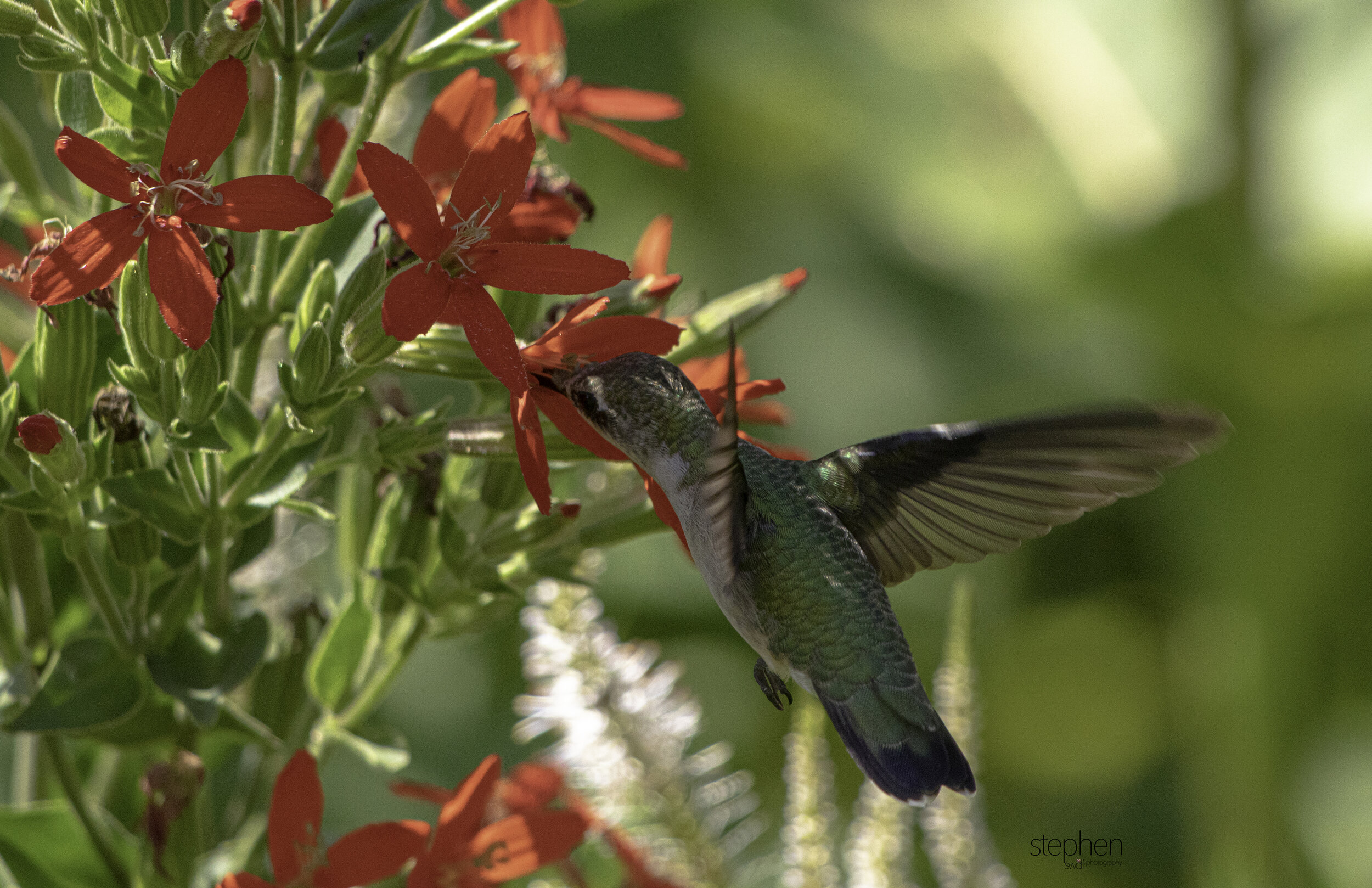 Hummingbird and Flowers A8 - Holden Arboretum.jpg