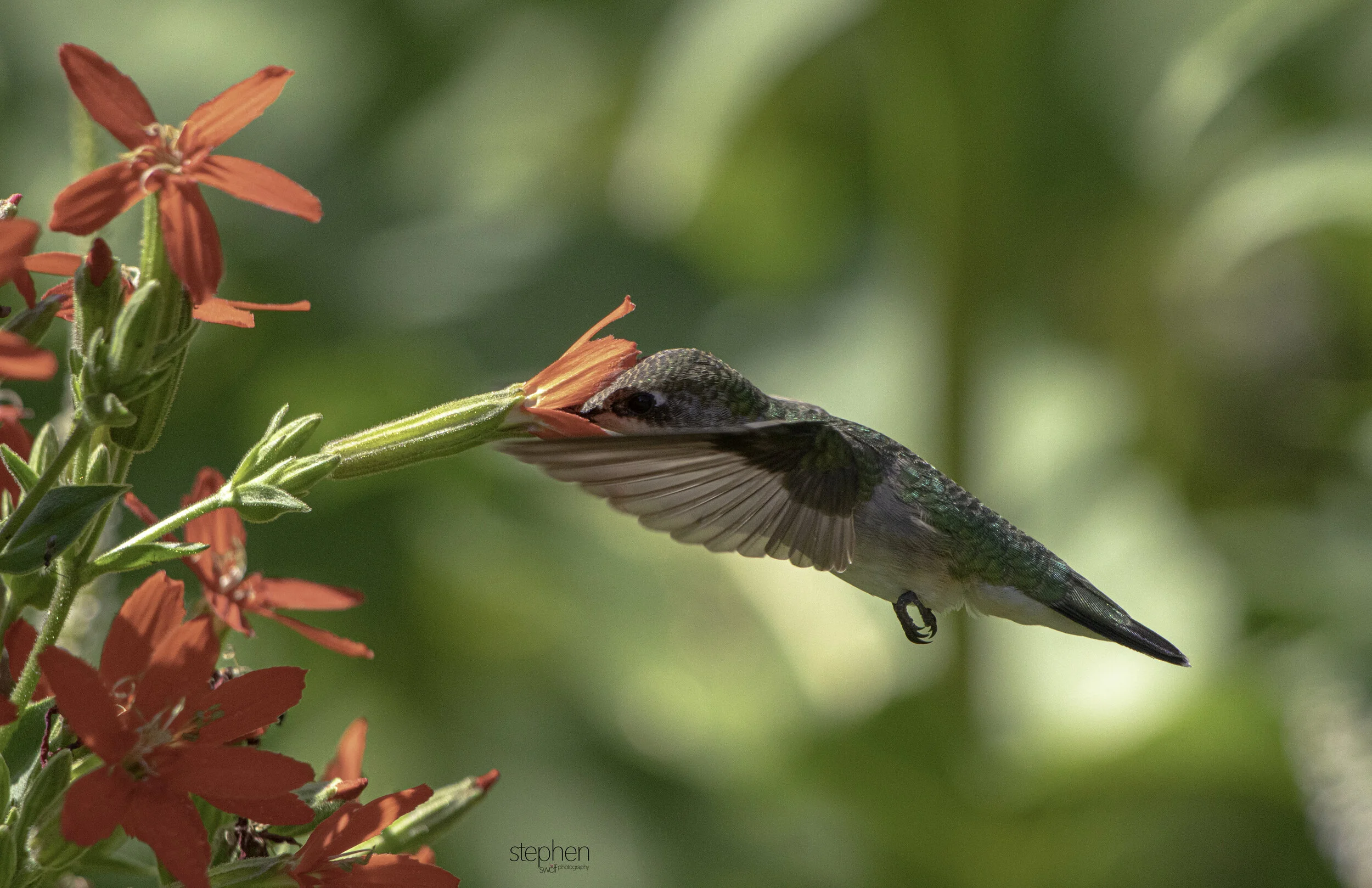 Hummingbird and Flowers B2 - Holden Arboretum.jpg