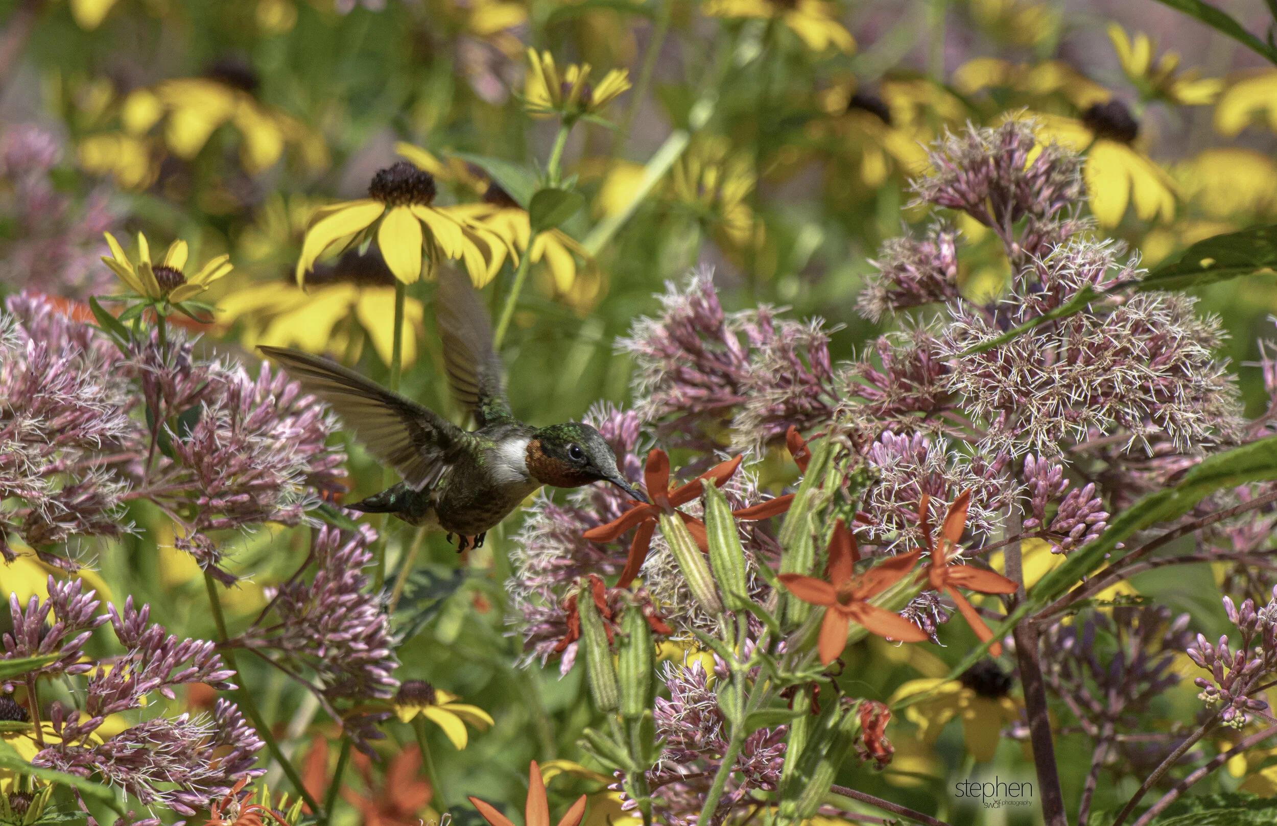 Hummingbird and Flowers D1 - Holden Arboretum.jpg