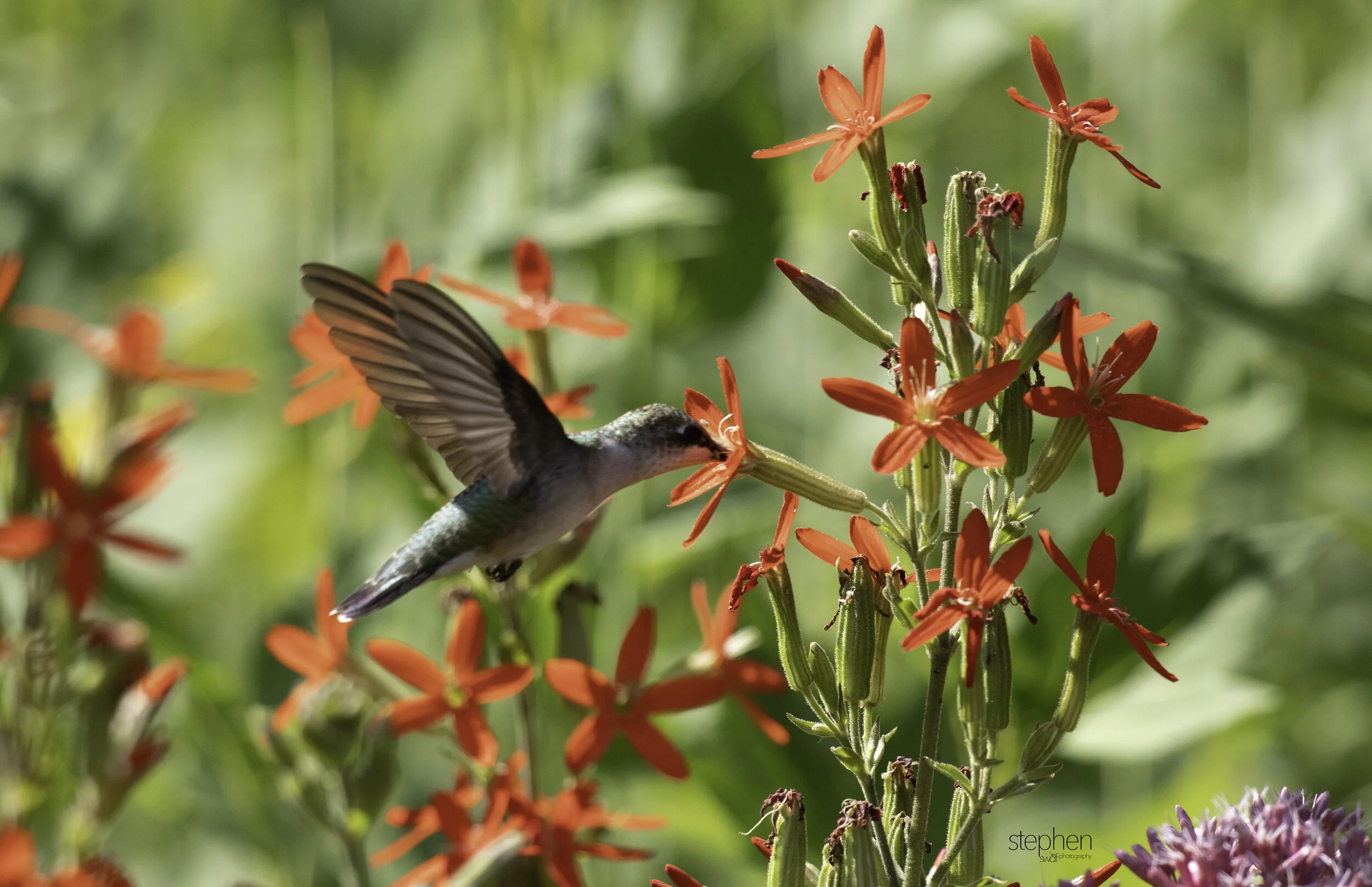 Hummingbird and Flowers E2 - Holden Arboretum.jpg