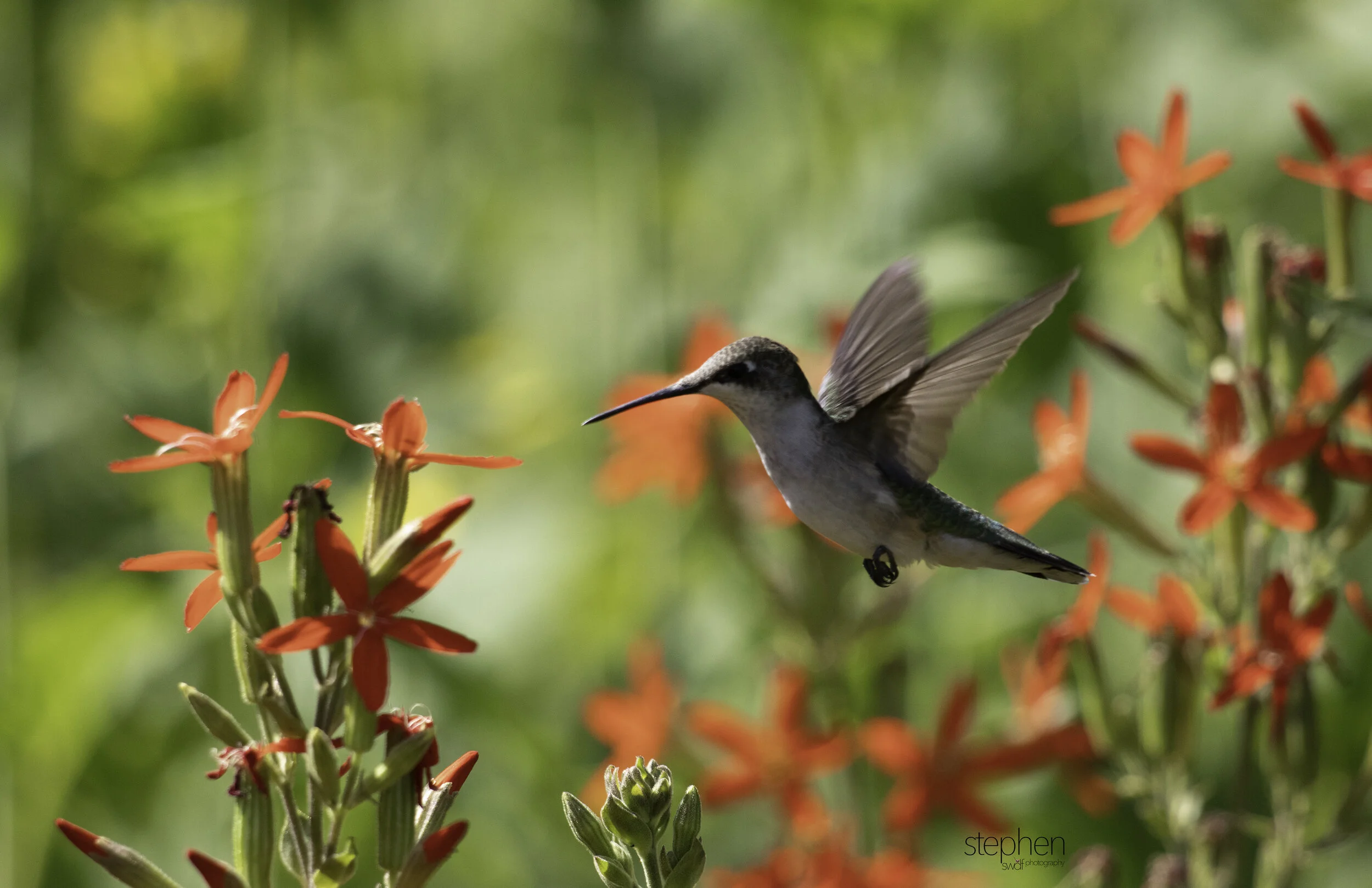 Hummingbird and Flowers E5 - Holden Arboretum.jpg