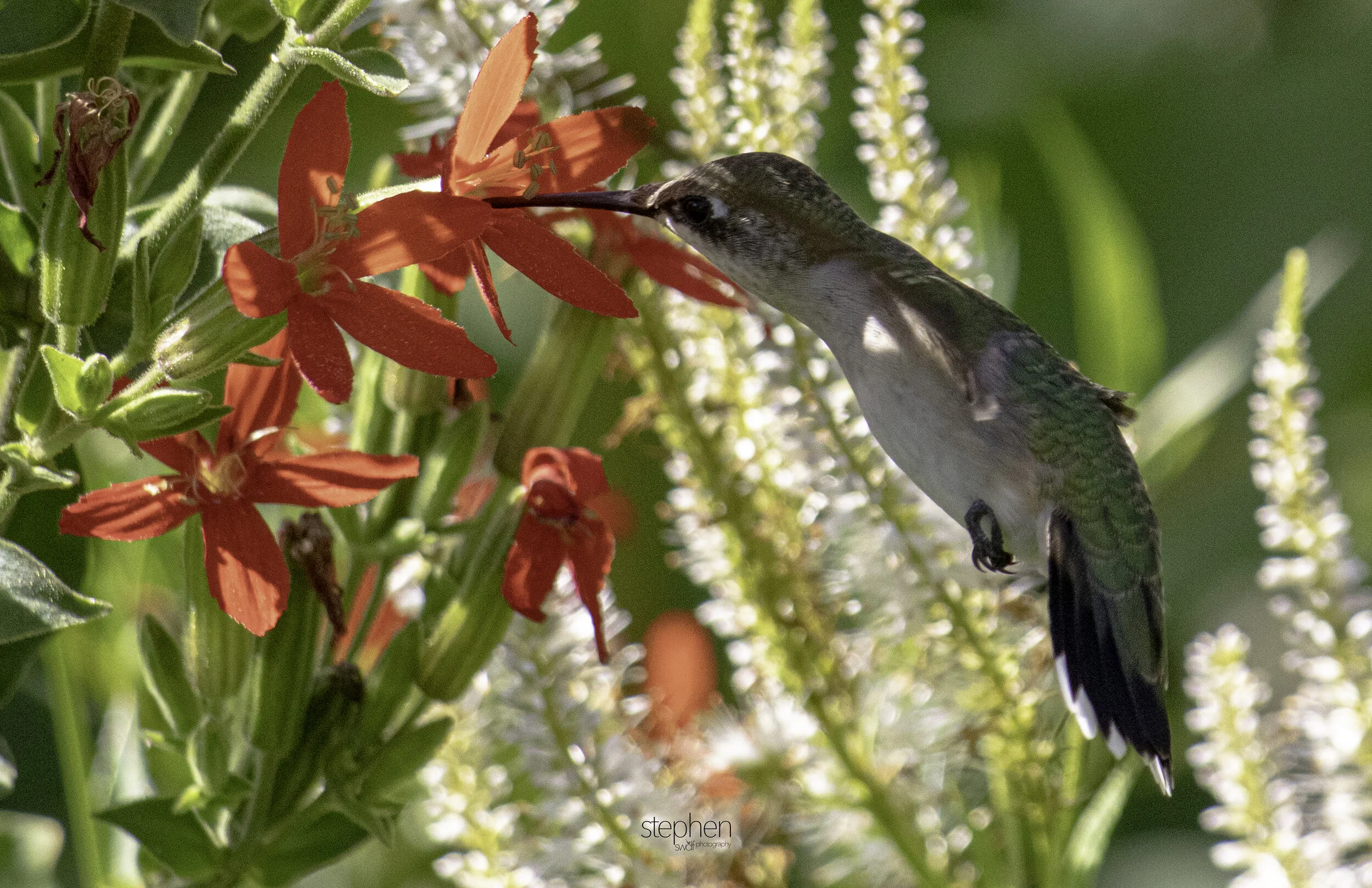 Hummingbird and Flowers G7 - Holden Arboretum.jpg