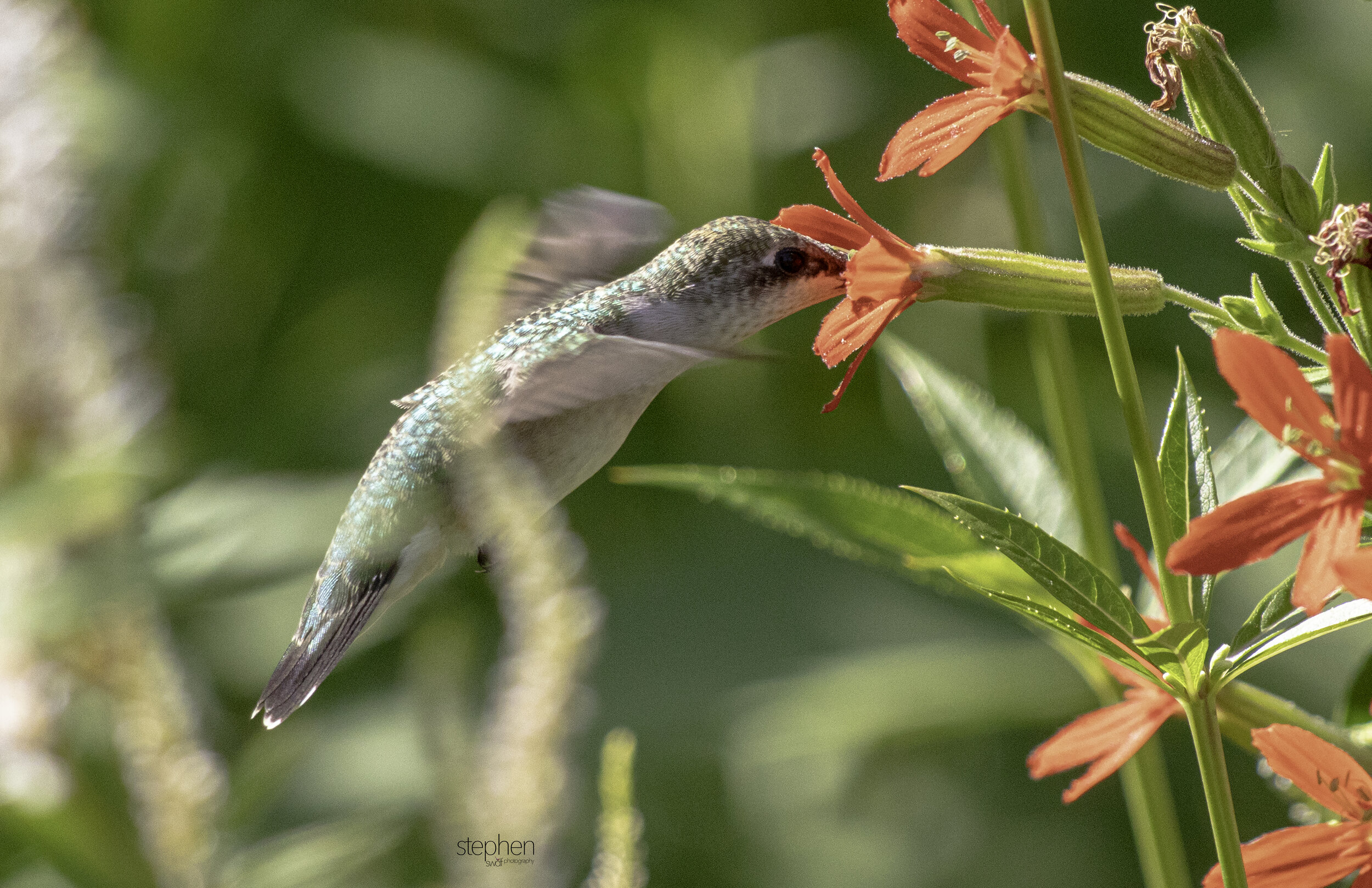 Hummingbird and Flowers H1 - Holden Arboretum.jpg
