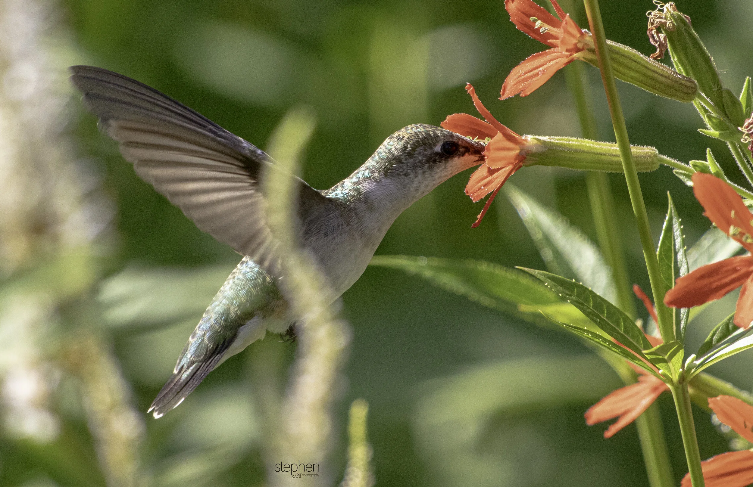 Hummingbird and Flowers H3 - Holden Arboretum.jpg