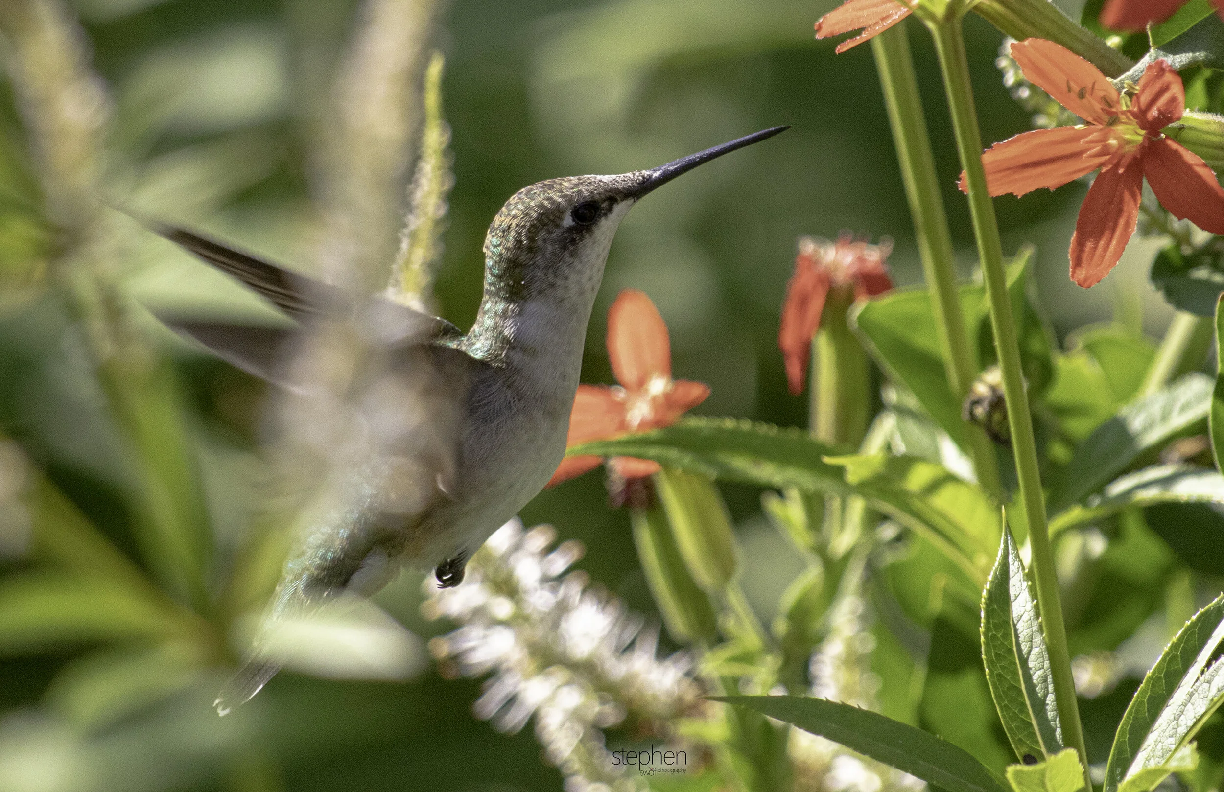 Hummingbird and Flowers H4 - Holden Arboretum.jpg