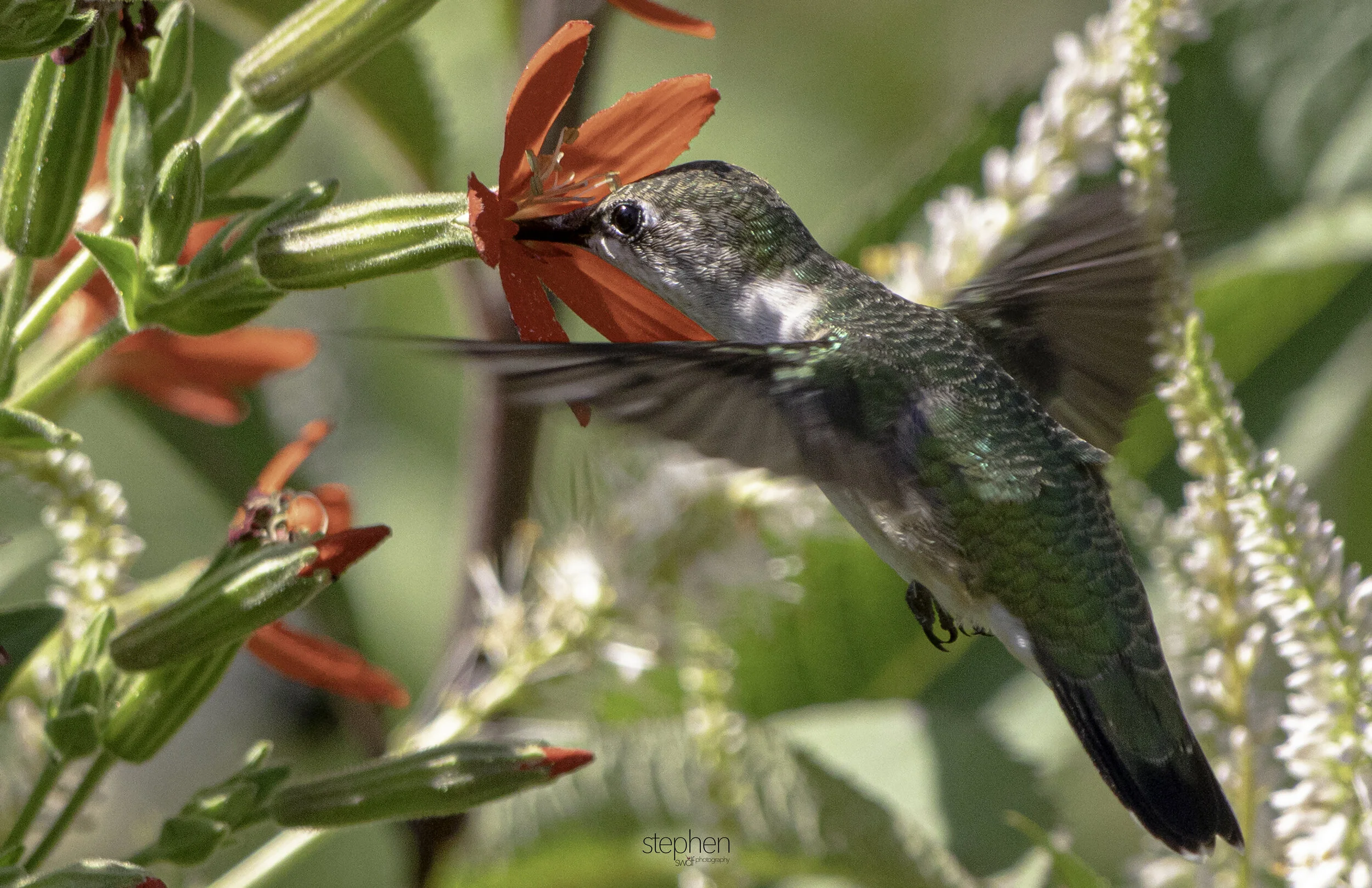 Hummingbird and Flowers H6 - Holden Arboretum.jpg