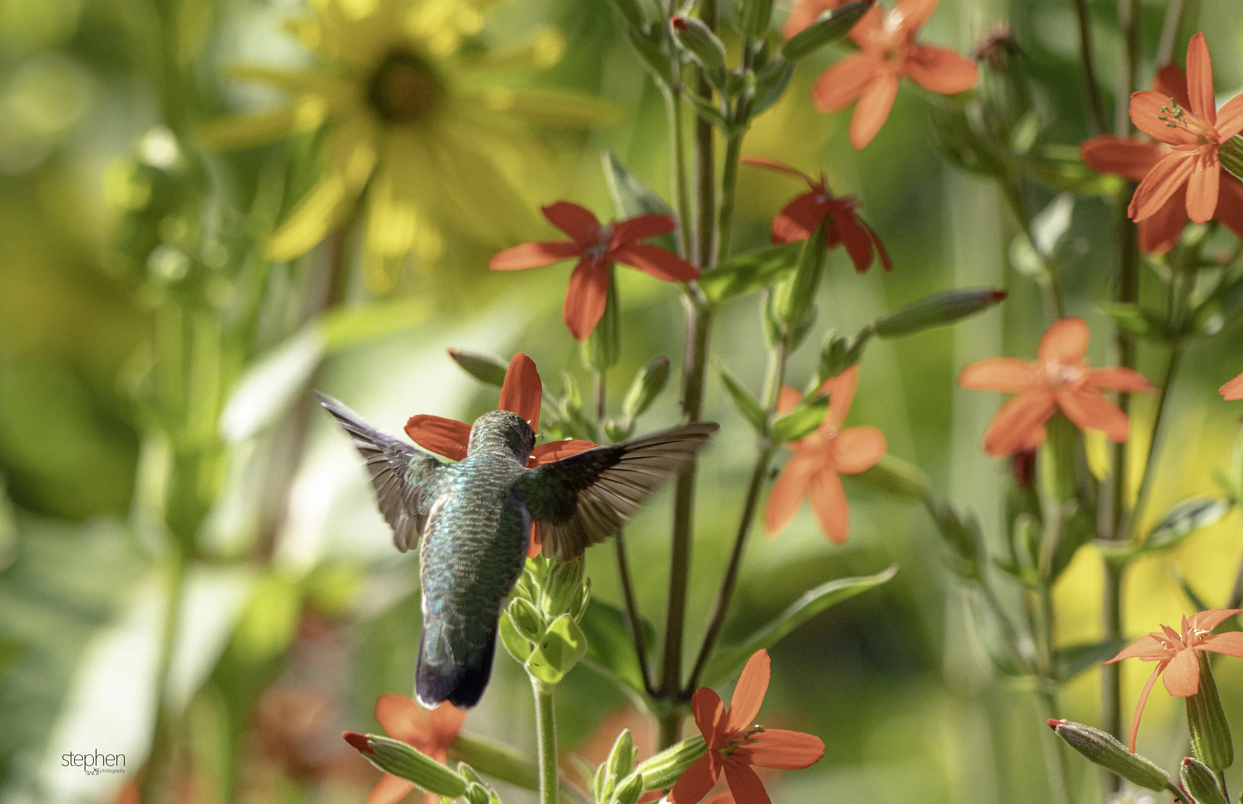 Hummingbird and Flowers I1 - Holden Arboretum.jpg