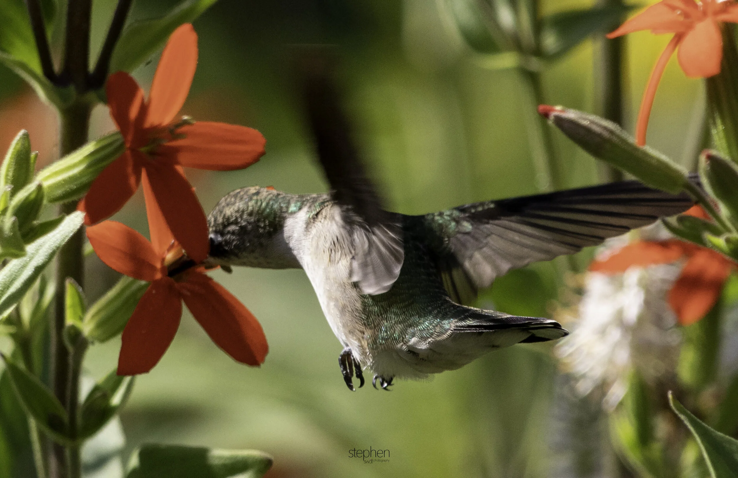 Hummingbird and Flowers I3 - Holden Arboretum.jpg