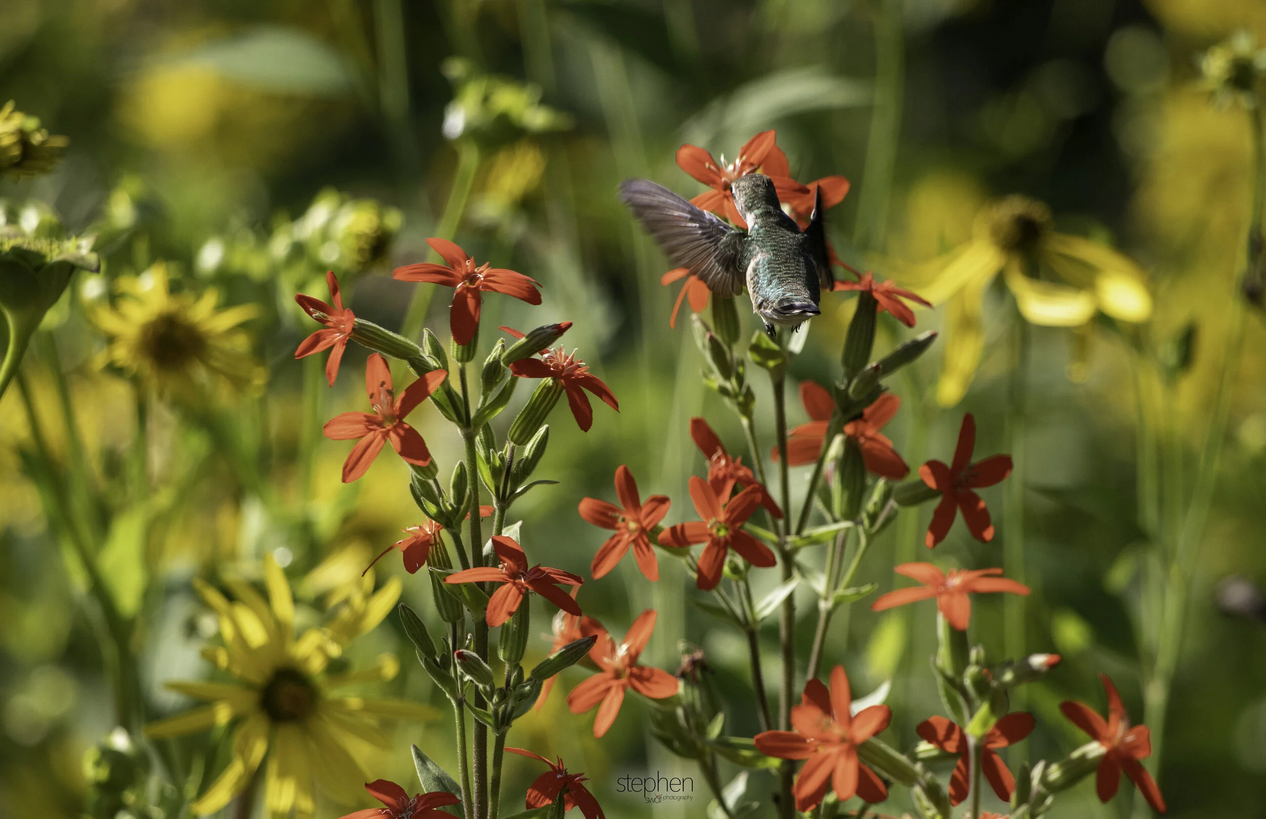 Hummingbird and Flowers I4 - Holden Arboretum.jpg