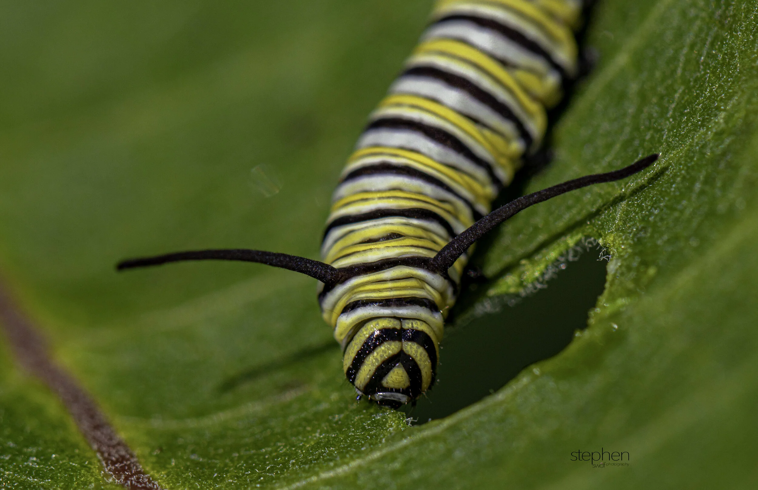 Monarch Caterpillar - Holden Arboretum.jpg