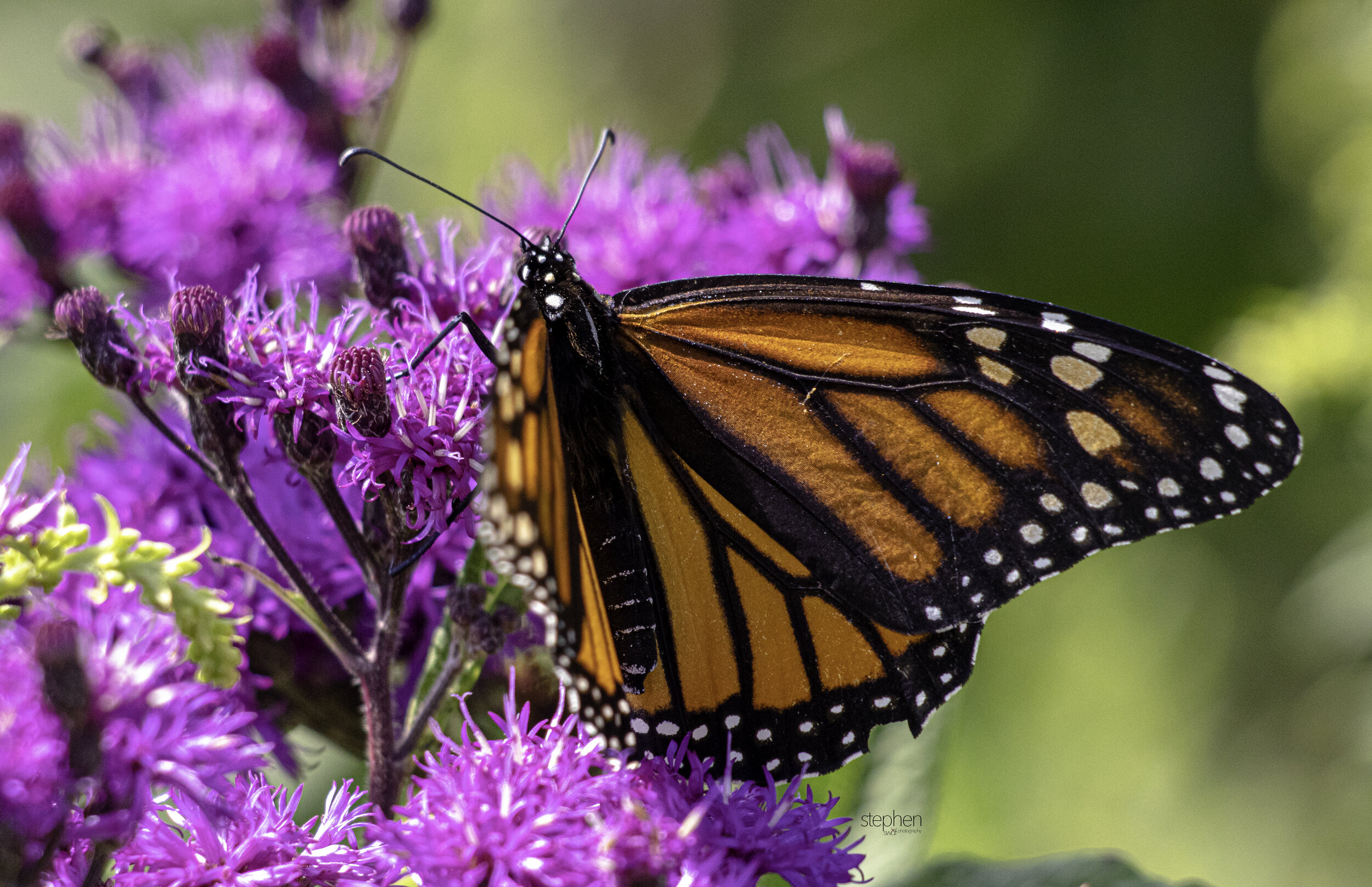 Monarch and Ironweed - Sandy Ridge.jpg