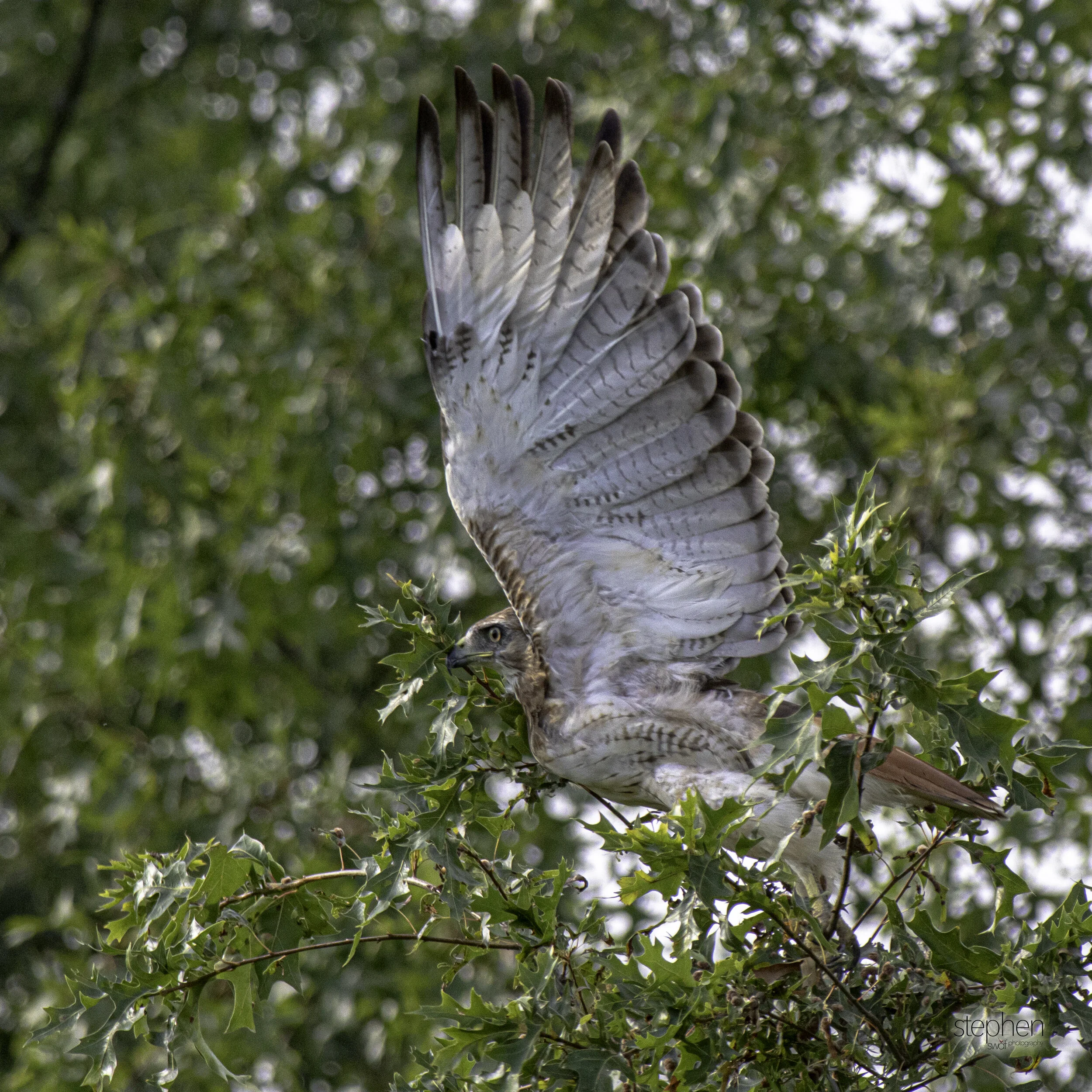 Red-tailed Hawk Square.jpg
