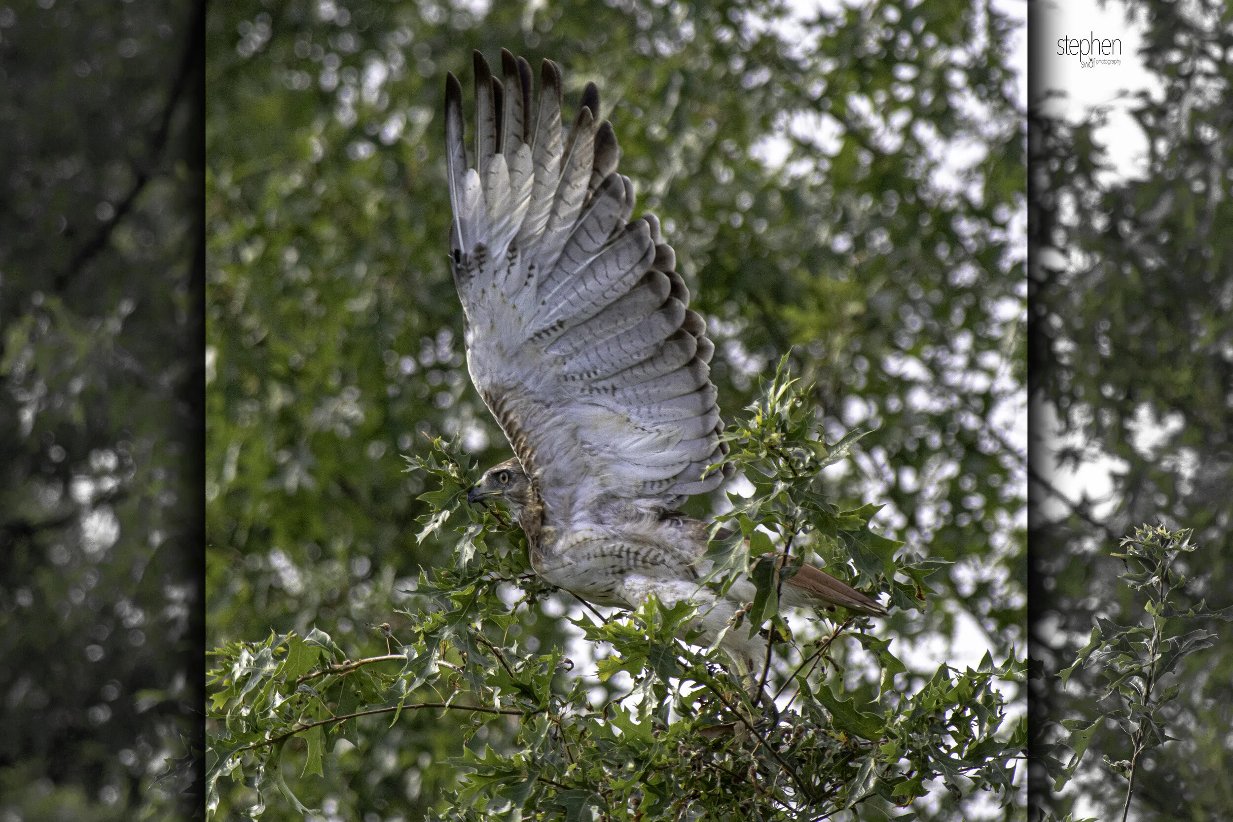 Red-tailed Hawk.jpg