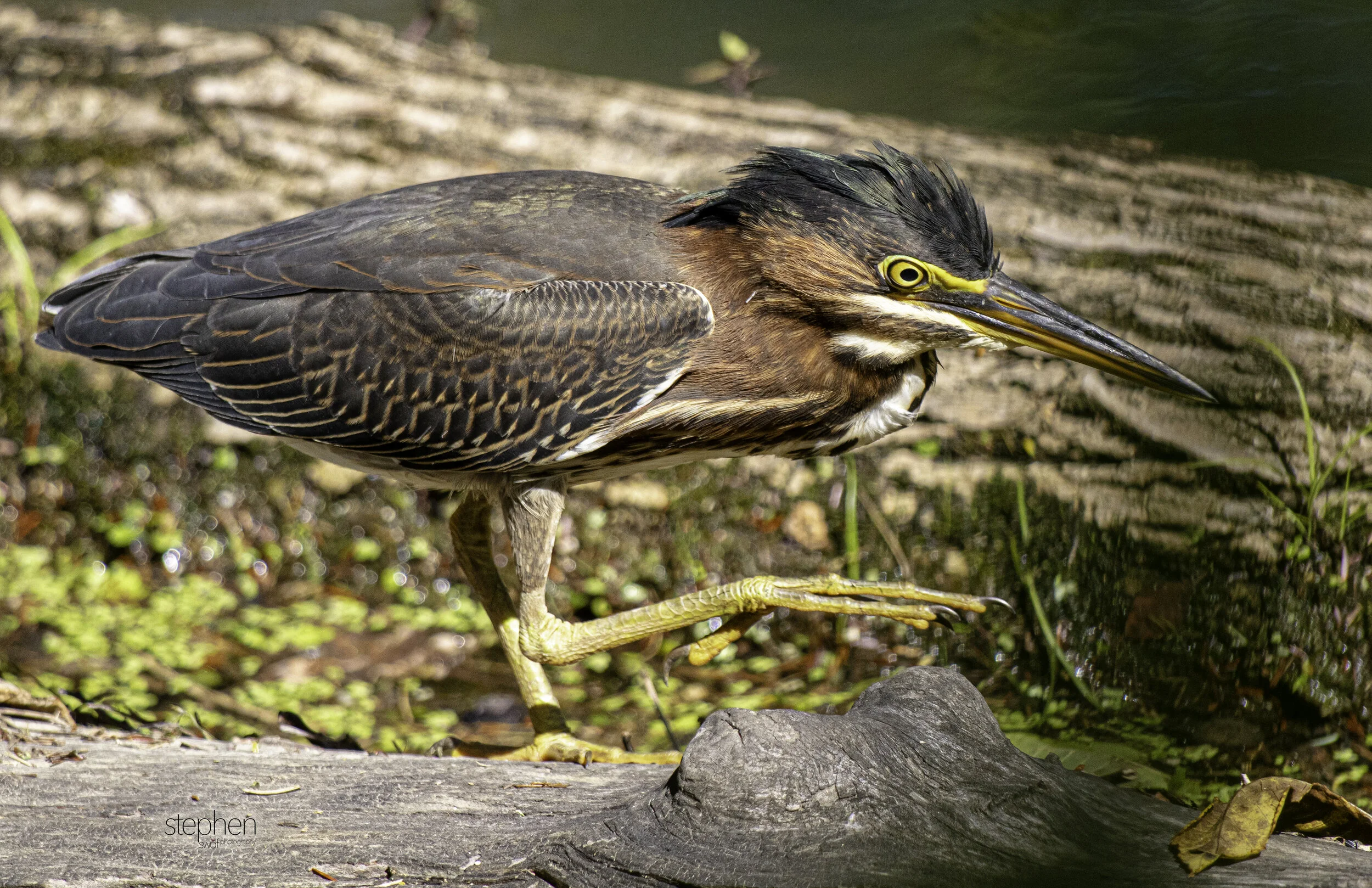 Green Heron3 - CVNP.jpg