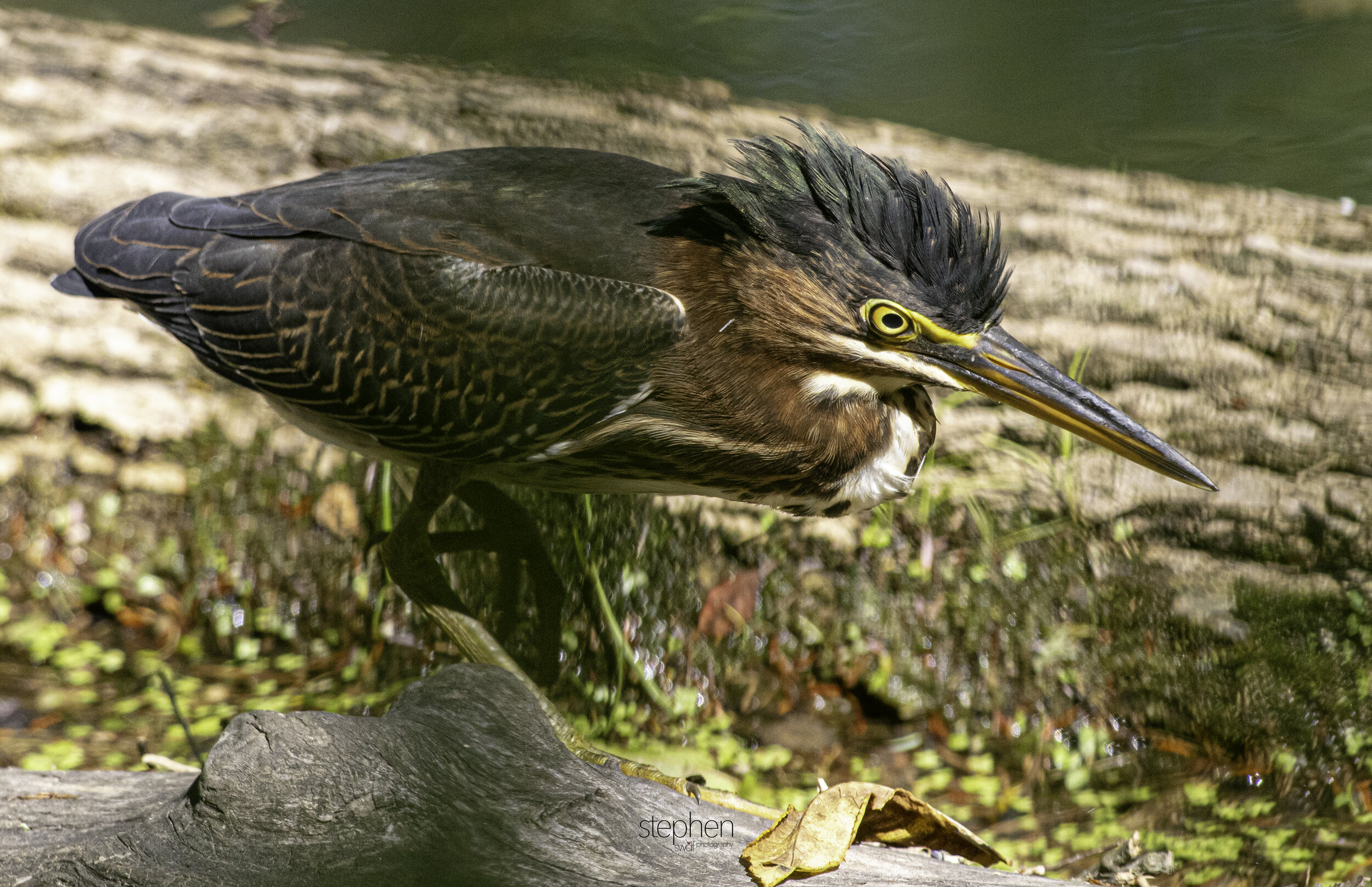 Green Heron5 - CVNP.jpg