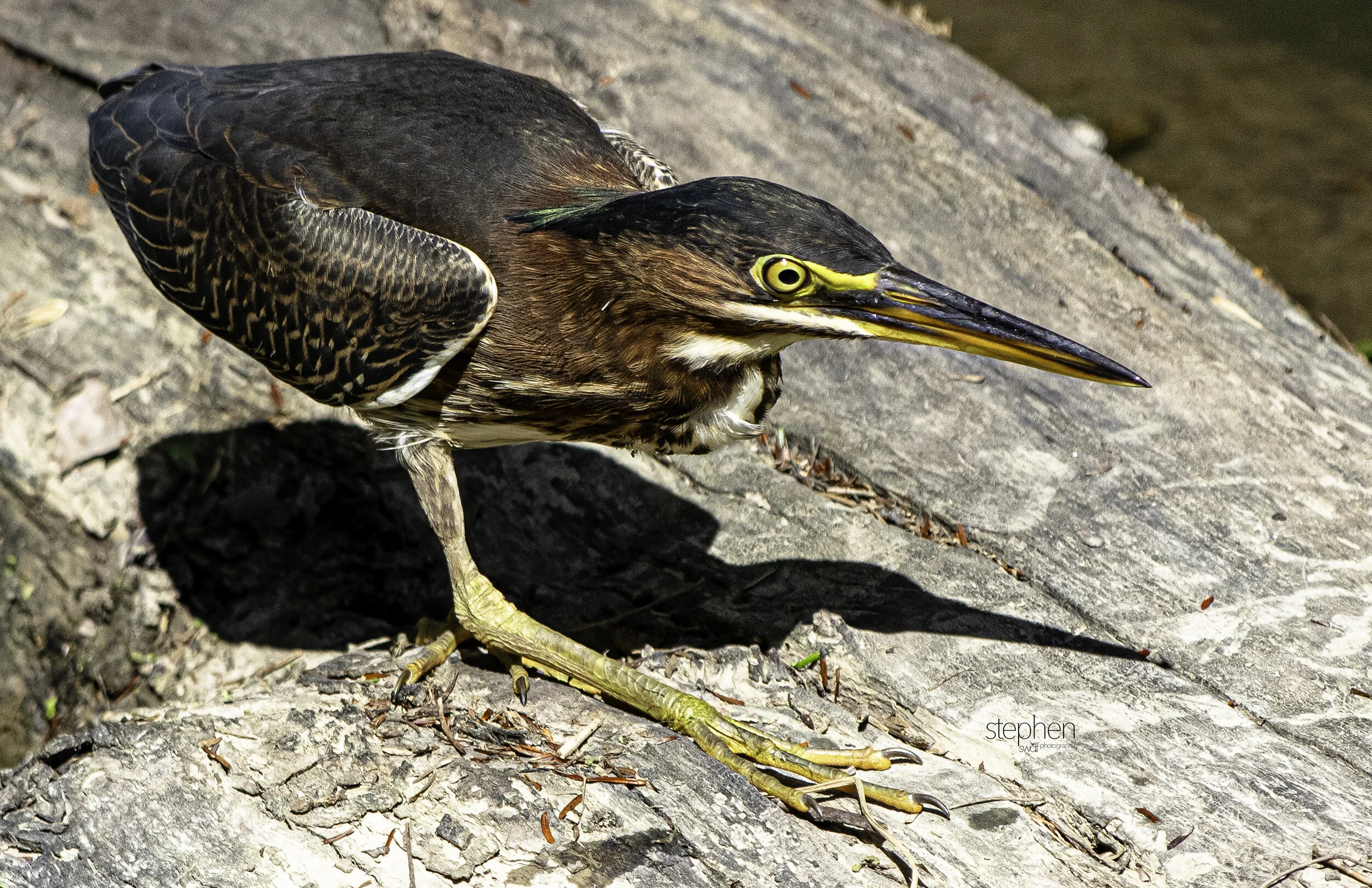 Green Heron10 - CVNP.jpg