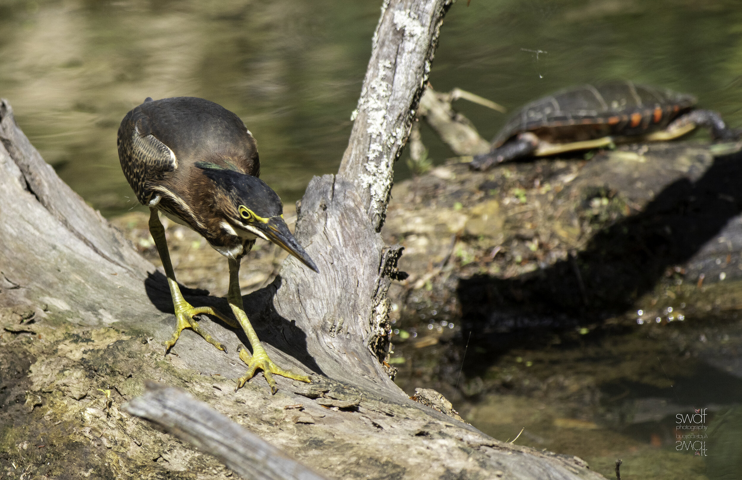 Green Heron12 - CVNP.jpg