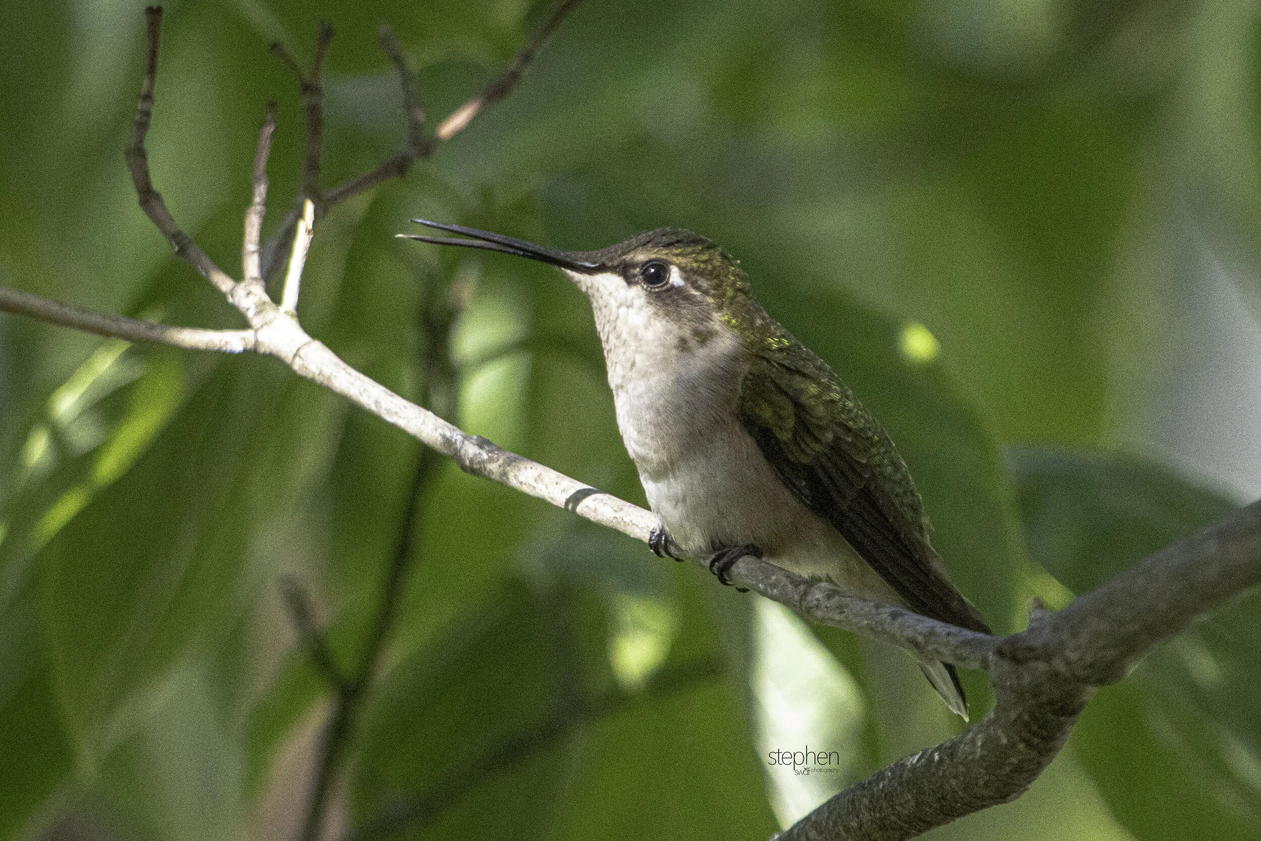 Hummingbird Summers End3.jpg