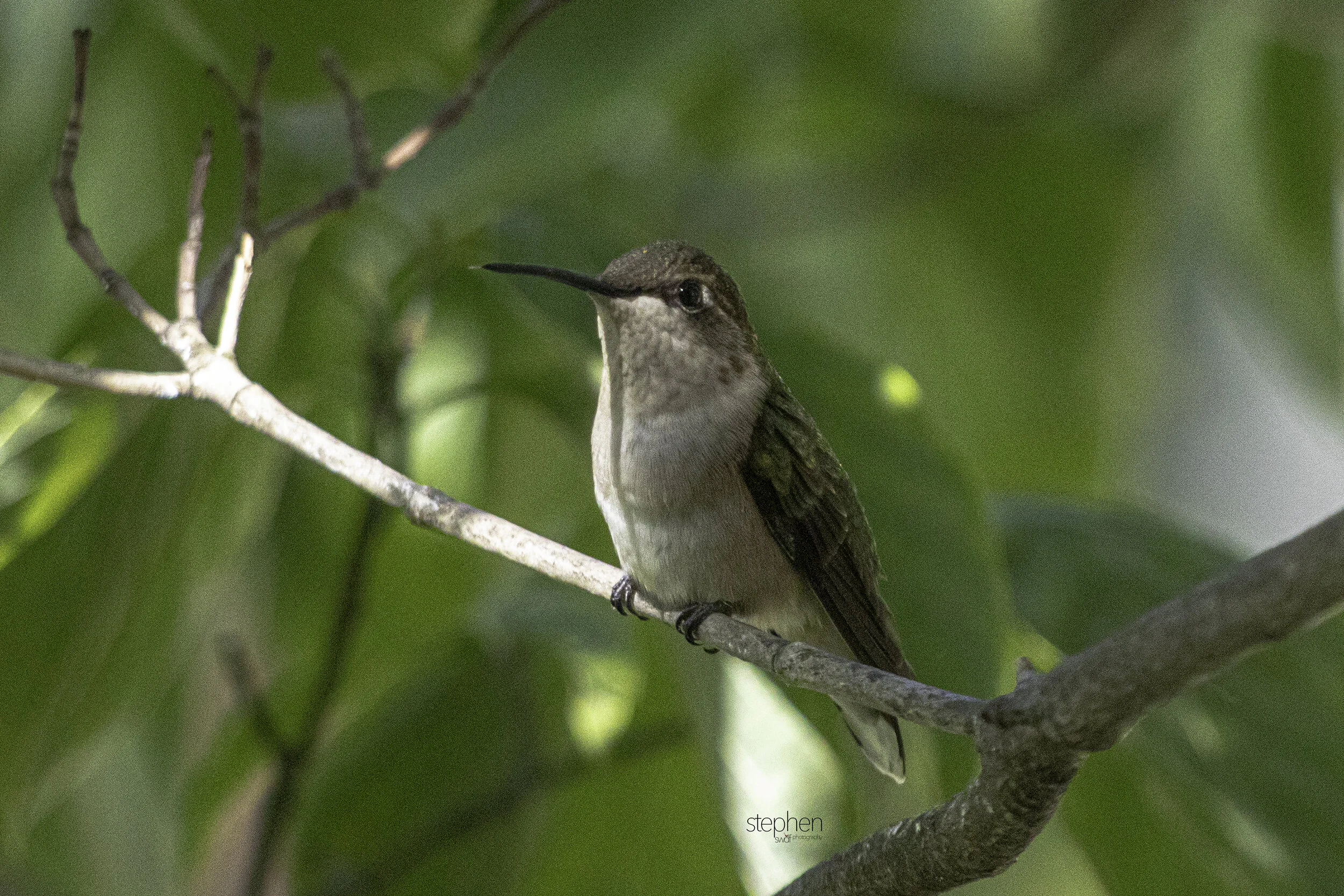 Hummingbird Summers End4.jpg