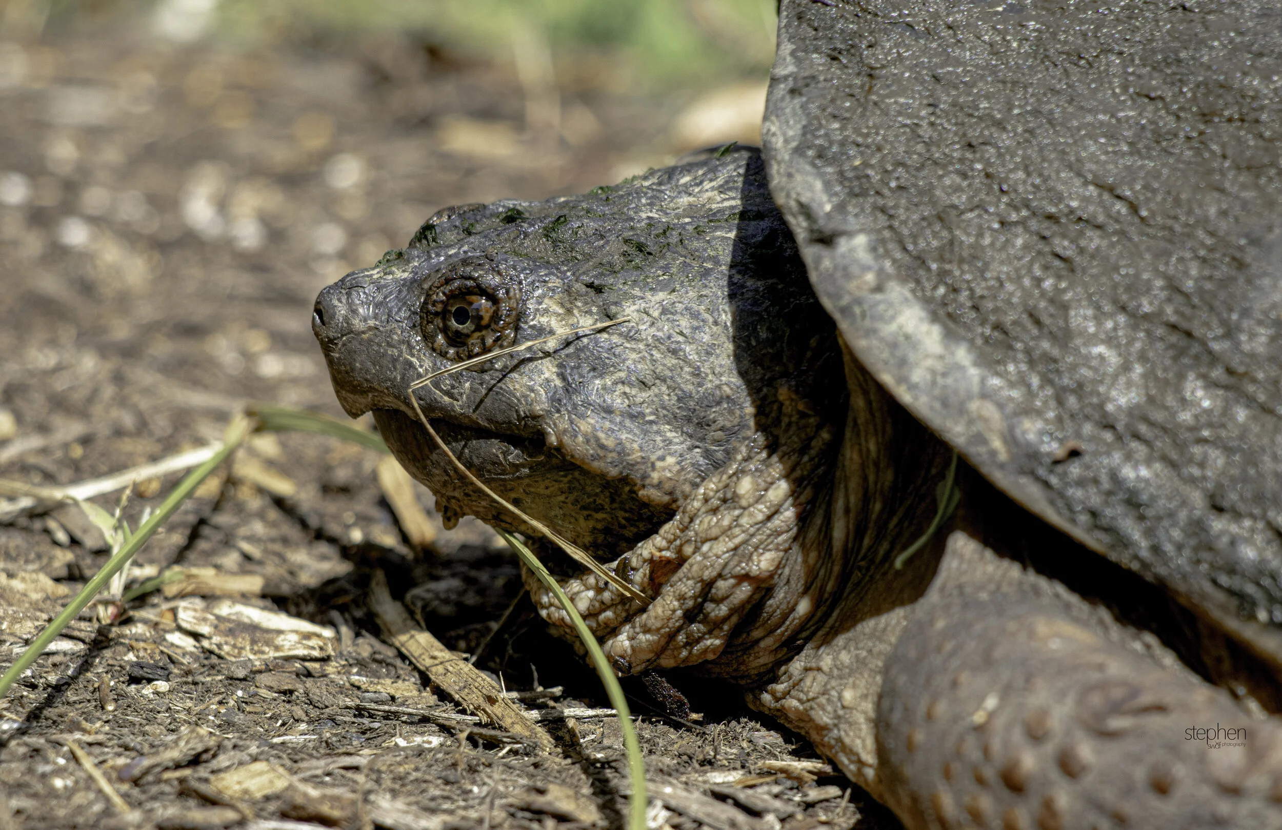 Snapping Turtle2 - Holden Arboretum.jpg